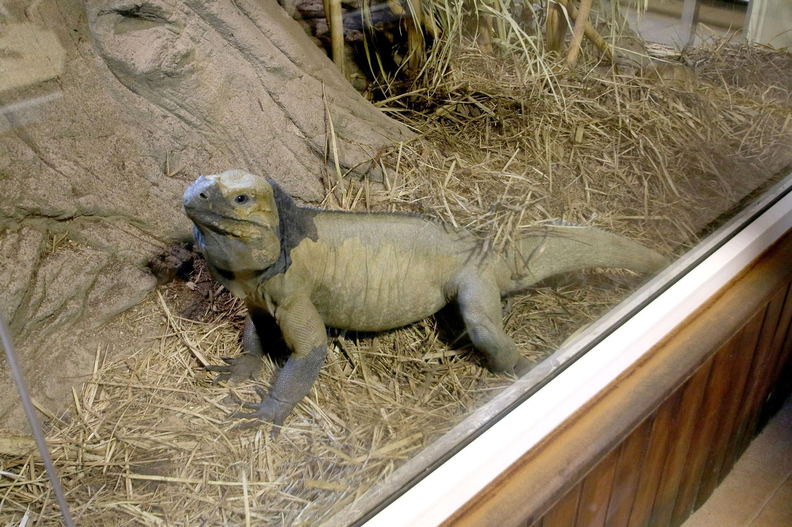 Fotogalería del Oasys Mini Hollywood sin actividad durante el coronavirus