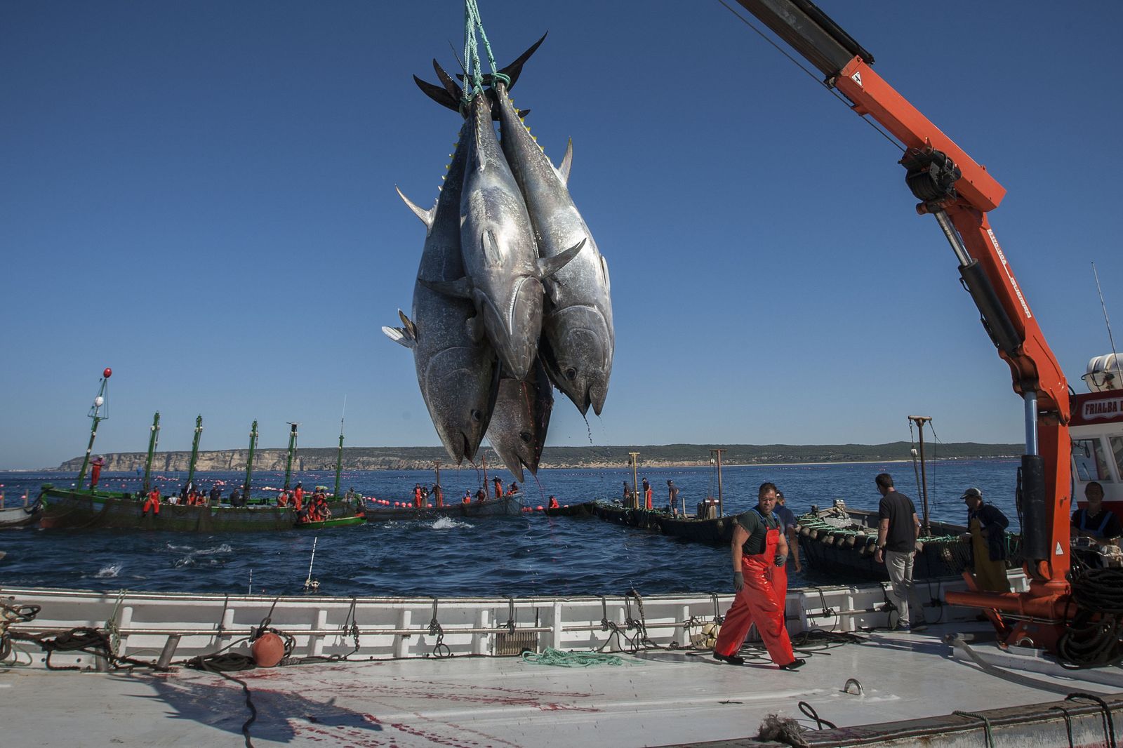 Captura del atún rojo en las almadrabas gaditanas