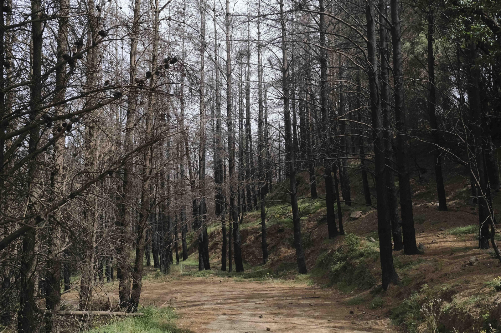 El incendio de Sierra Bermeja una semana después, en fotos