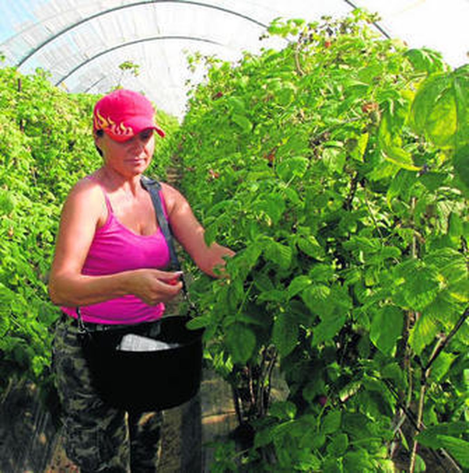 Una trabajadora recolecta frambuesas en una explotación agraria de la provincia.