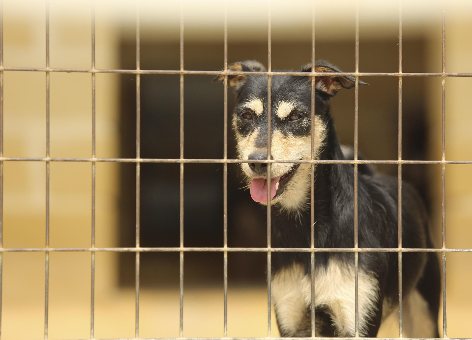 Las fotos de los animales de la Protectora de Málaga Las fotos de los animales de la Protectora de Málaga
