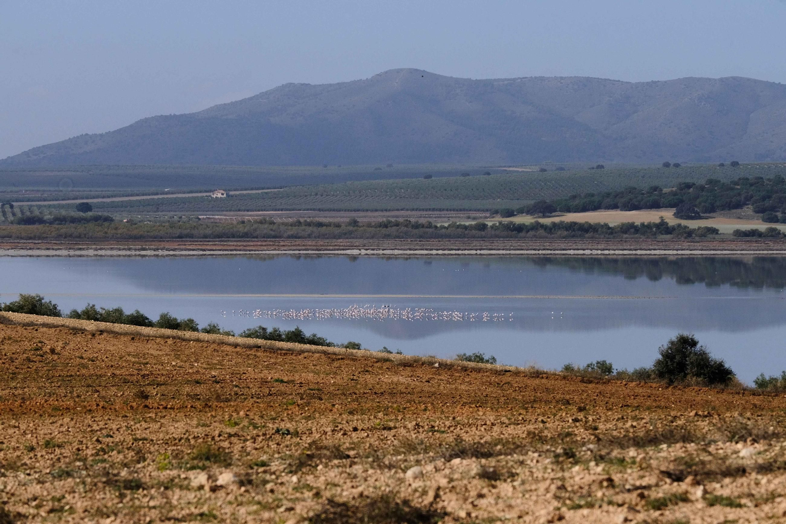 Laguna de Fuente de Piedra tras las lluvias, en fotos