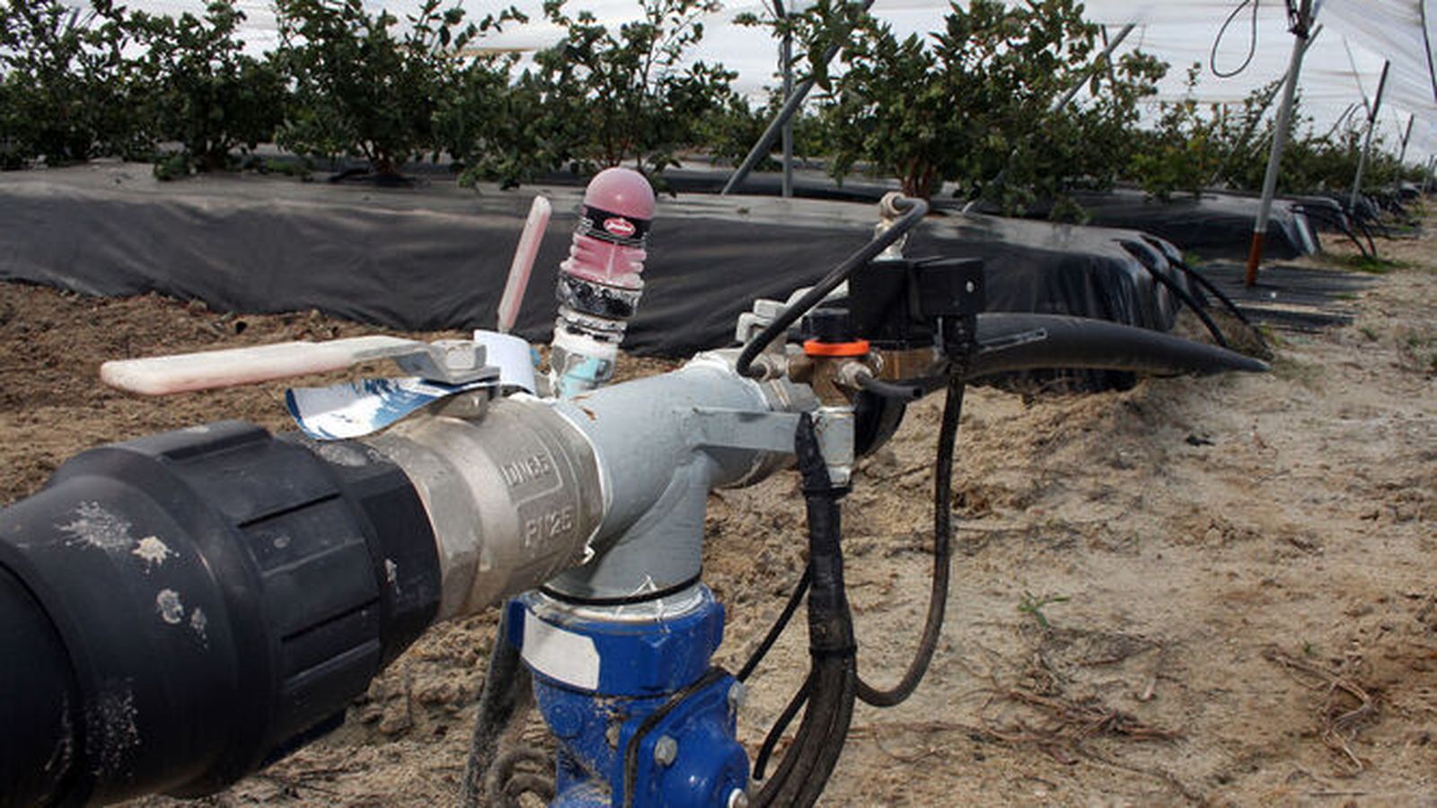 Válvula de riego en una finca de frutos rojos en Huelva.