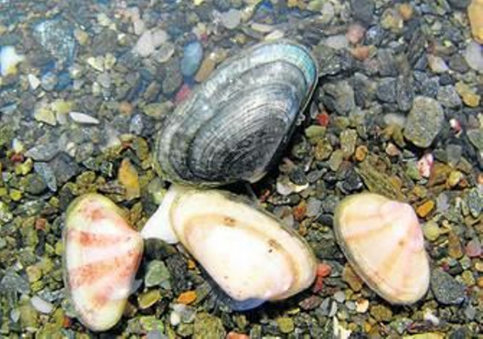 Coquinas en el fondo del mar.