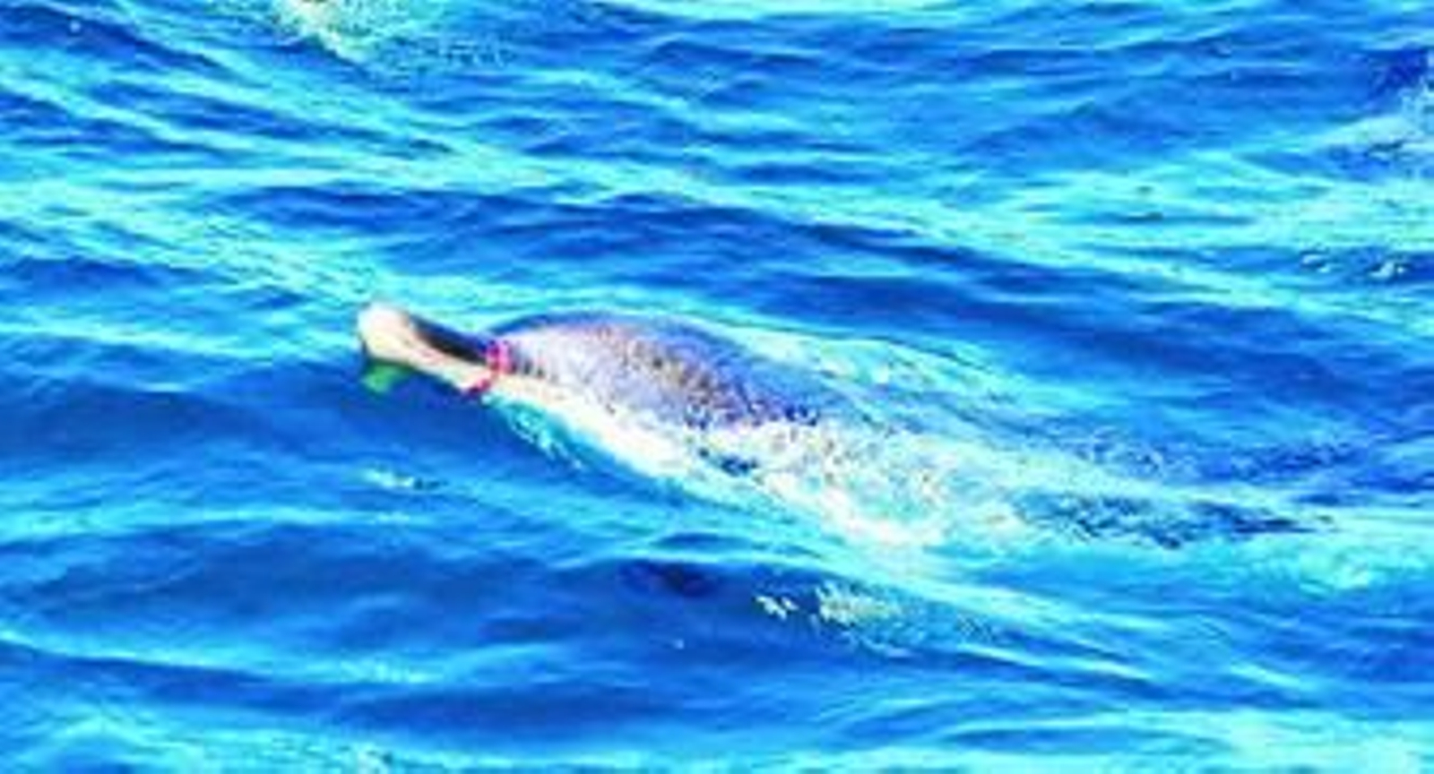 El delfín listado, con el aro en el morro, en una foto tomada por Rocío Espada.