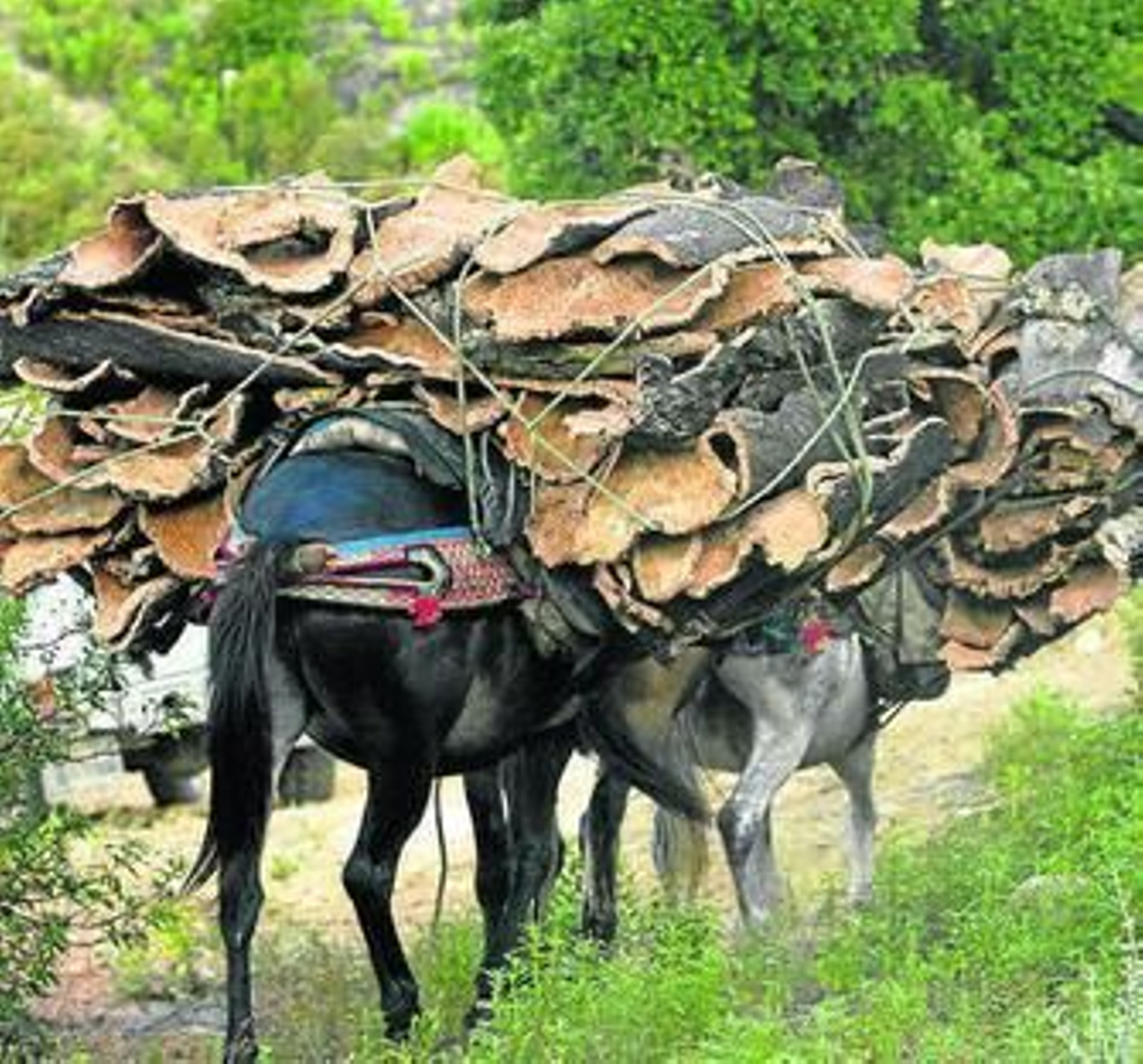 Dos mulos cargados de corcho.