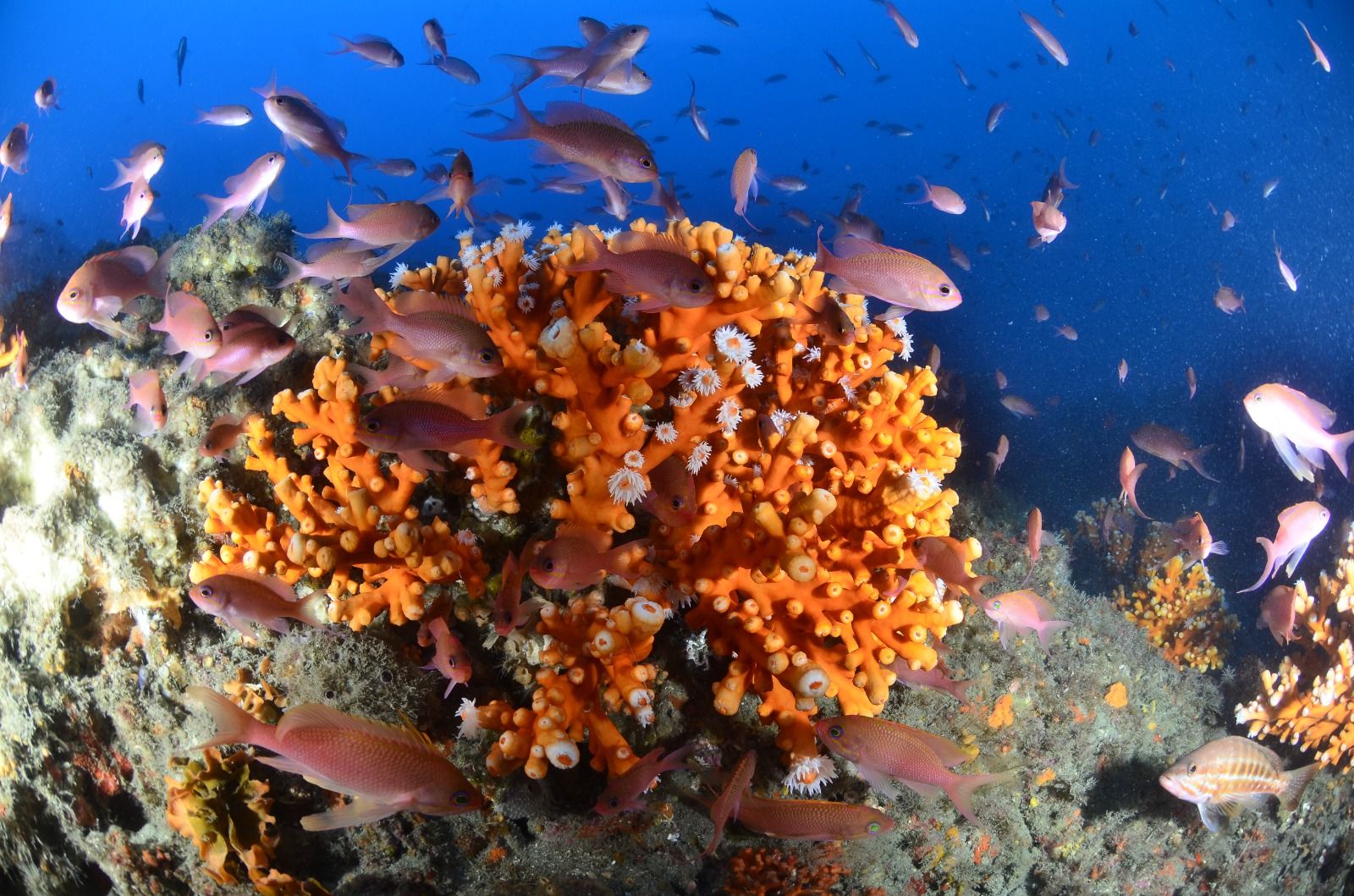 Uno de los corales de la Punta de la Mona