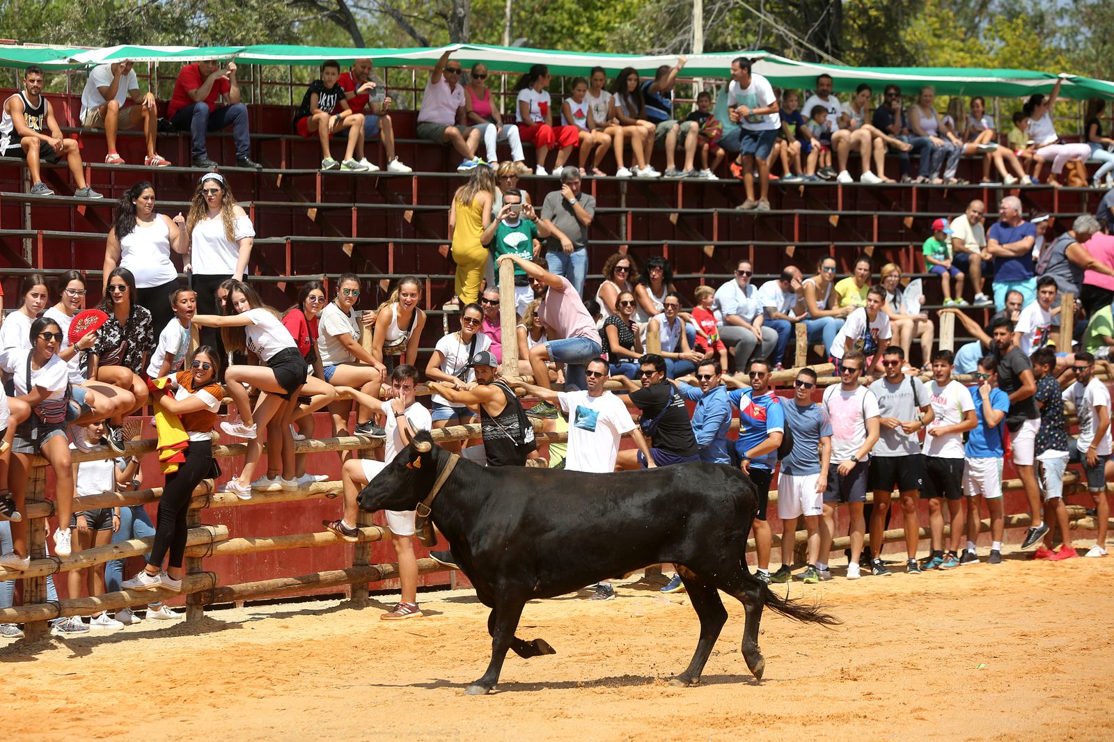Capeas de Trigueros en imágenes