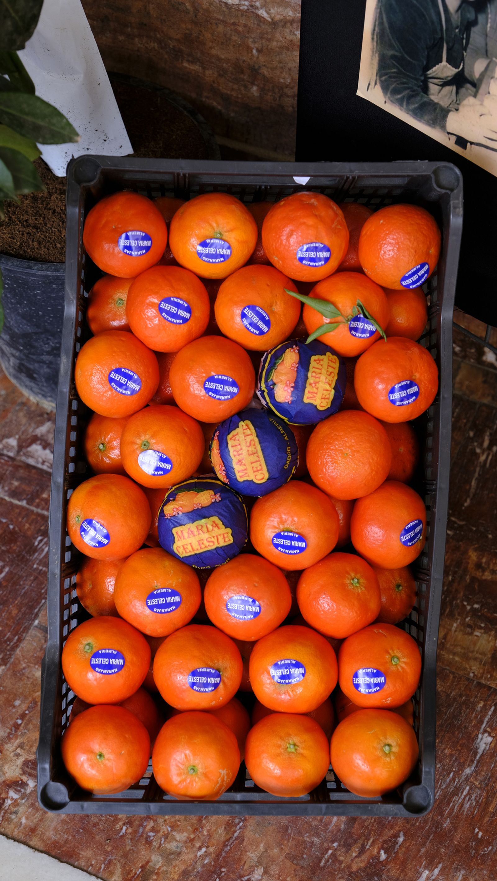 El Día de la Naranja en Gádor, en imágenes