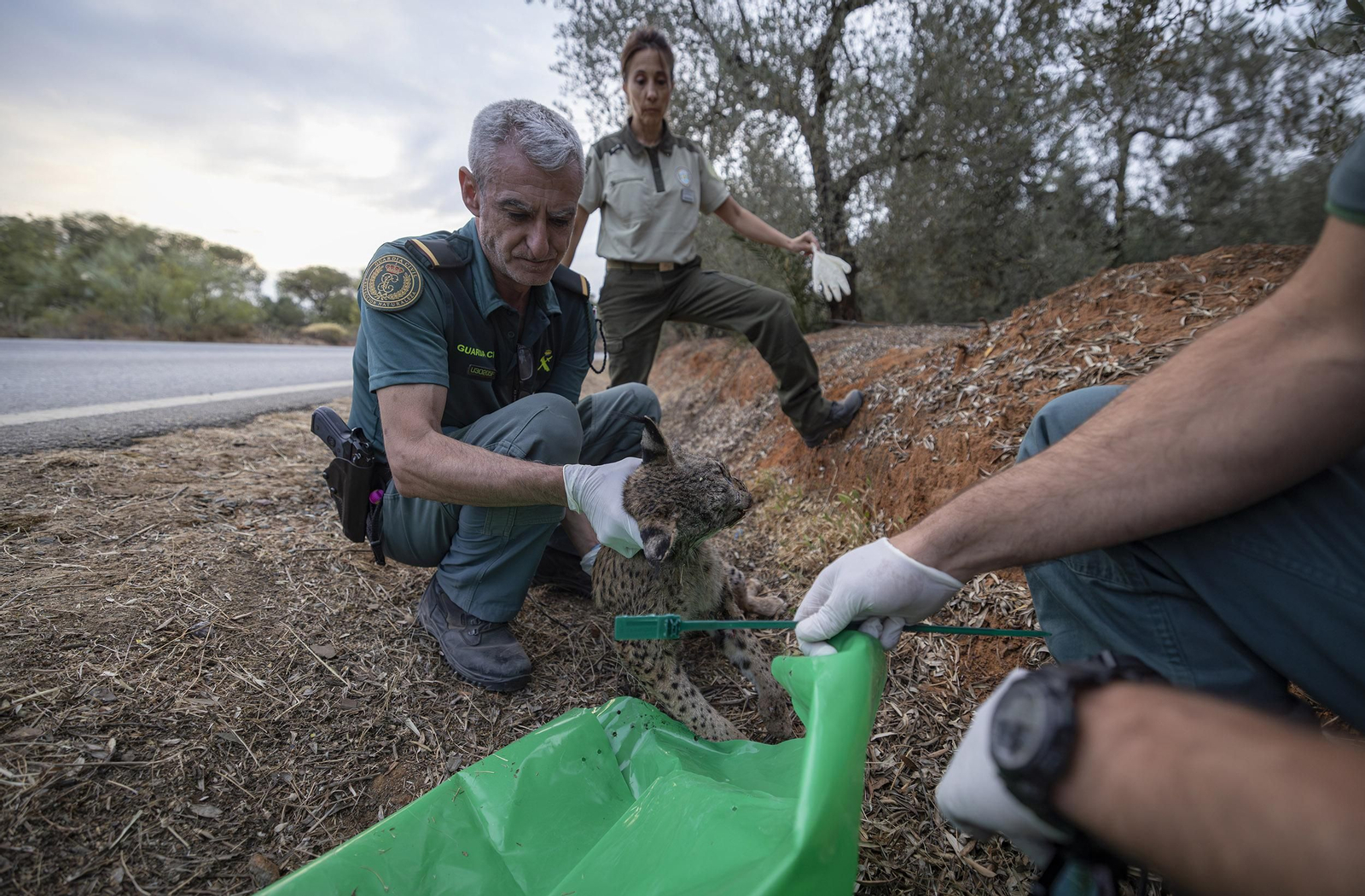 El Lince ibérico en Doñana: de alimaña a especie protegida