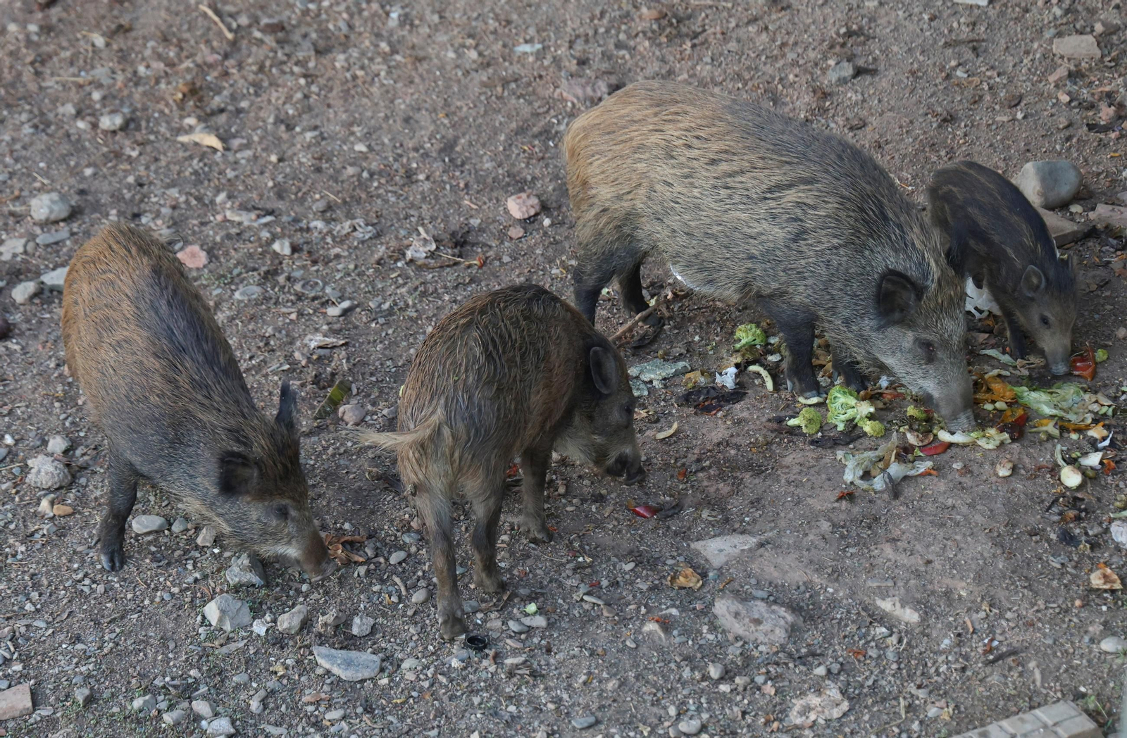 Una piara de jabalíes en el cauce del río Guadalmedina.