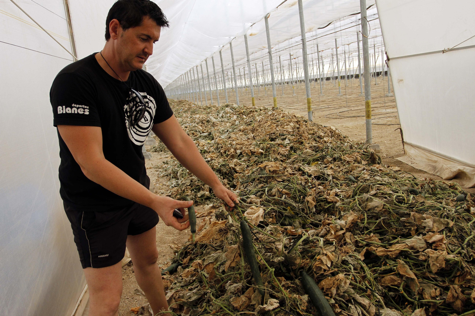Los agricultores tuvieron que arrancar los pepinos y cerrar la campaña 2010-2011 antes de tiempo tras el E. coli.