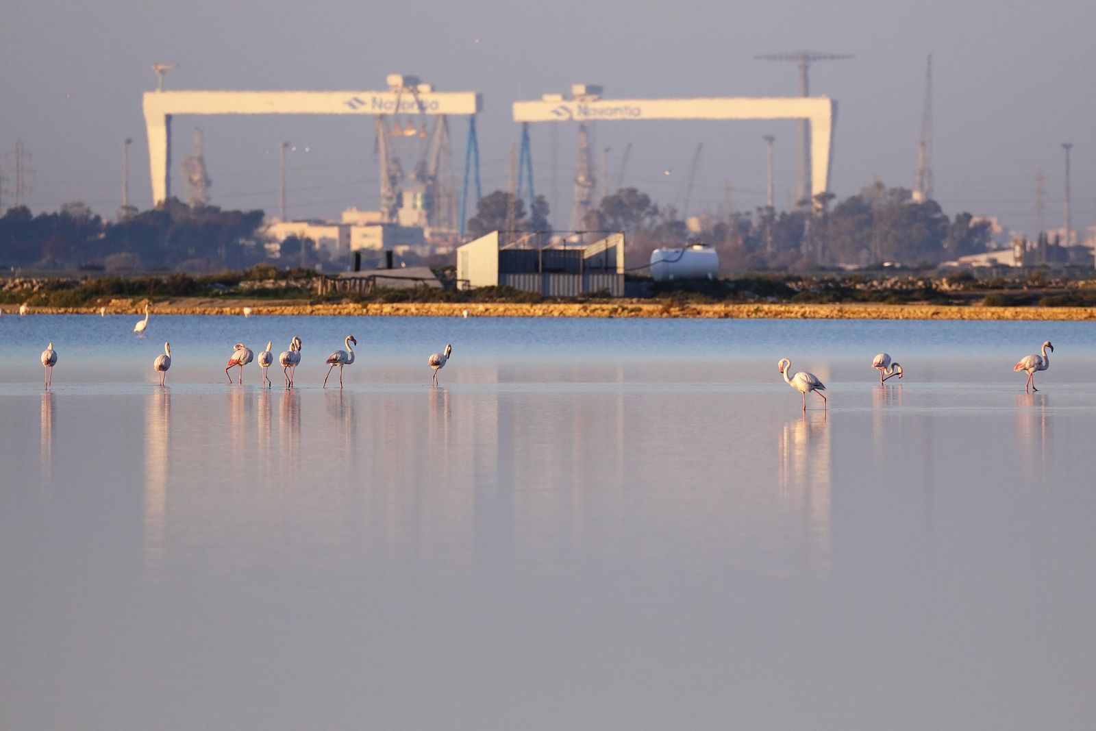 Flamencos en las cercanías de las instalaciones de Navantia en la Bahía