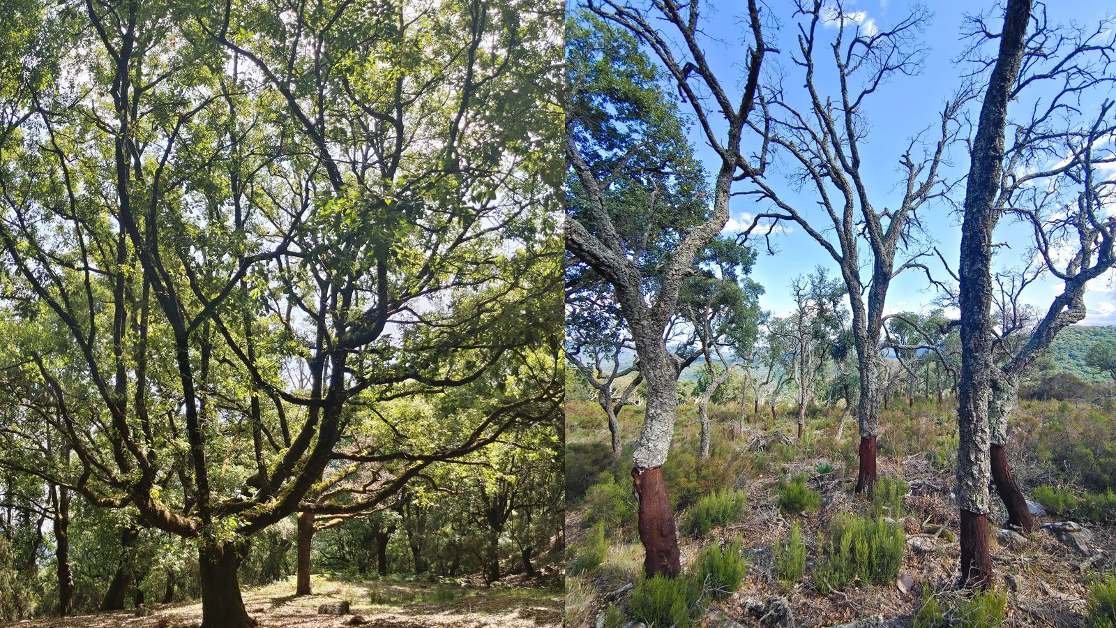 Izqda. Bosque quejigar de la ladera izquierda de la Moracha; Dcha. Bosque alcornocal moribundo en la ladera derecha de la Moracha que contiene el abrigo de los Machos