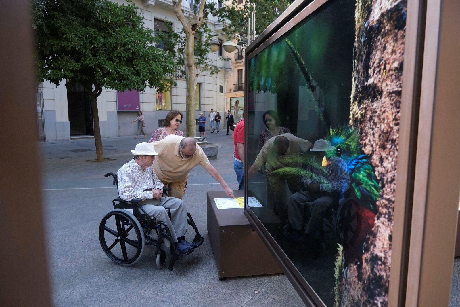 La exposición de 'National Geographic' en el bulevar del Gran Capitán de Córdoba, en imágenes