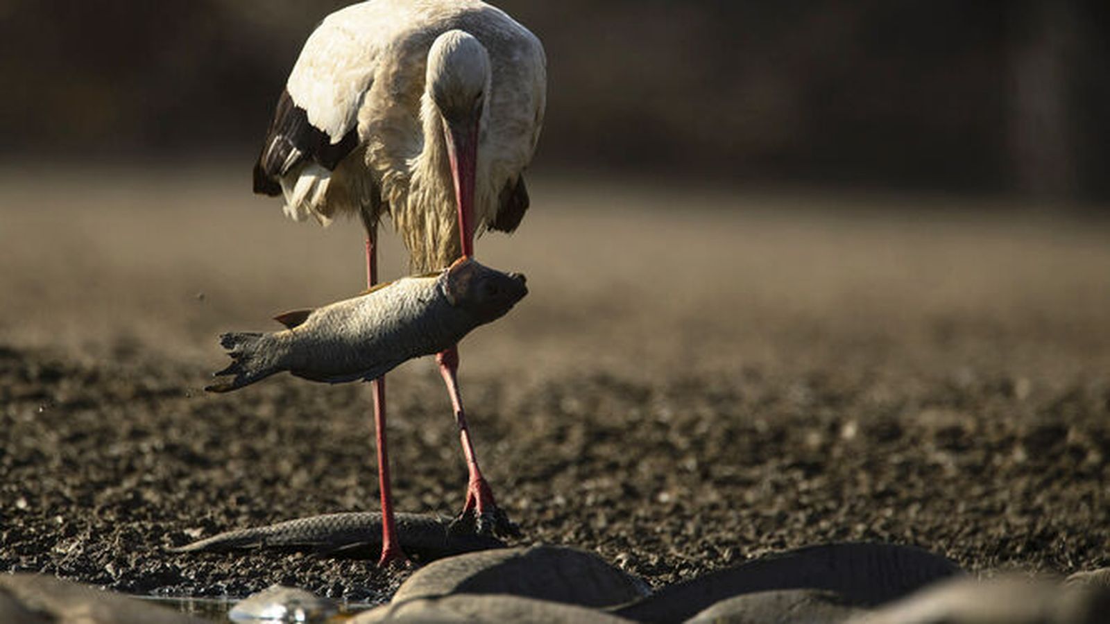 Una cigüeña con un pez que coge de la tierra mismo, al quedarse sin agua el Brazo del Este, en una imagen de hace unas semanas.