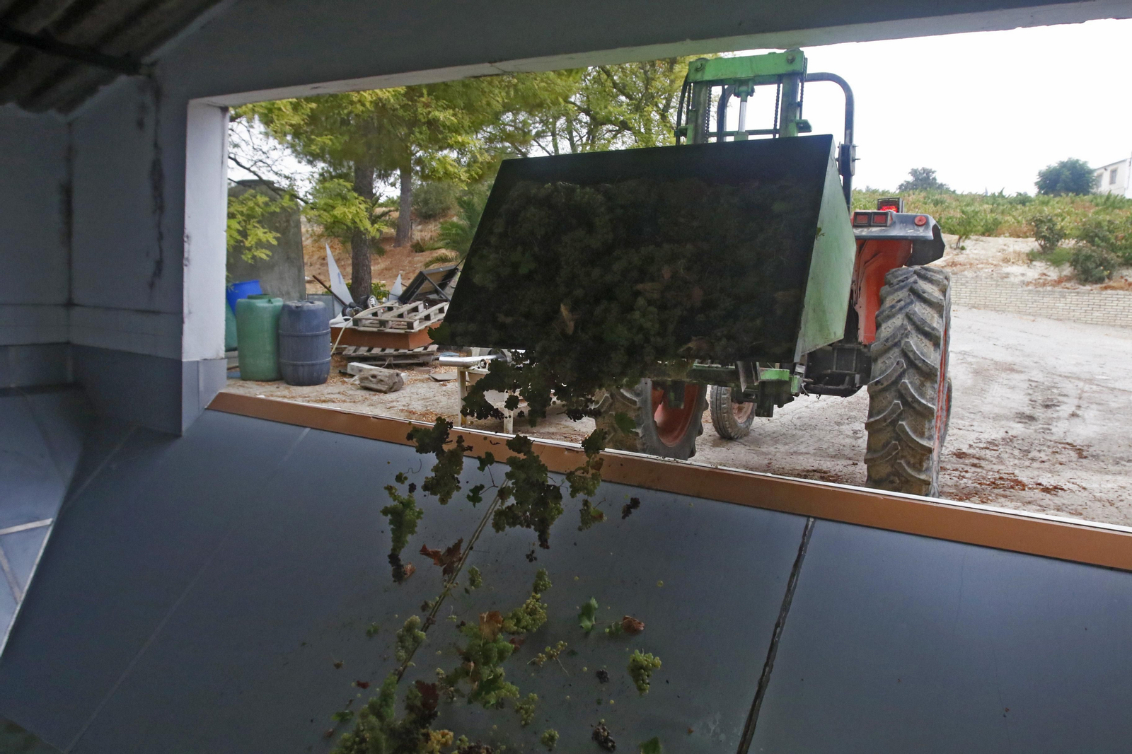 La vendimia en Montilla-Moriles, en fotografías