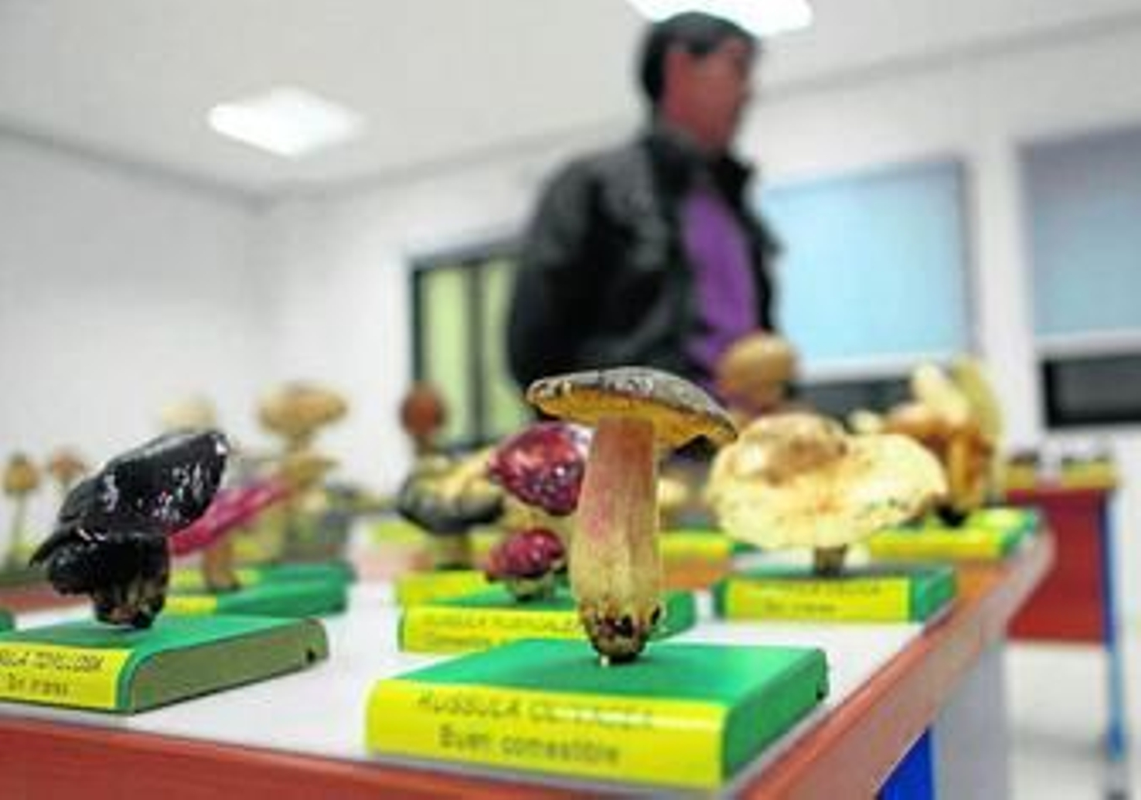 Un hombre recorre la exposición de setas liofilizadas.