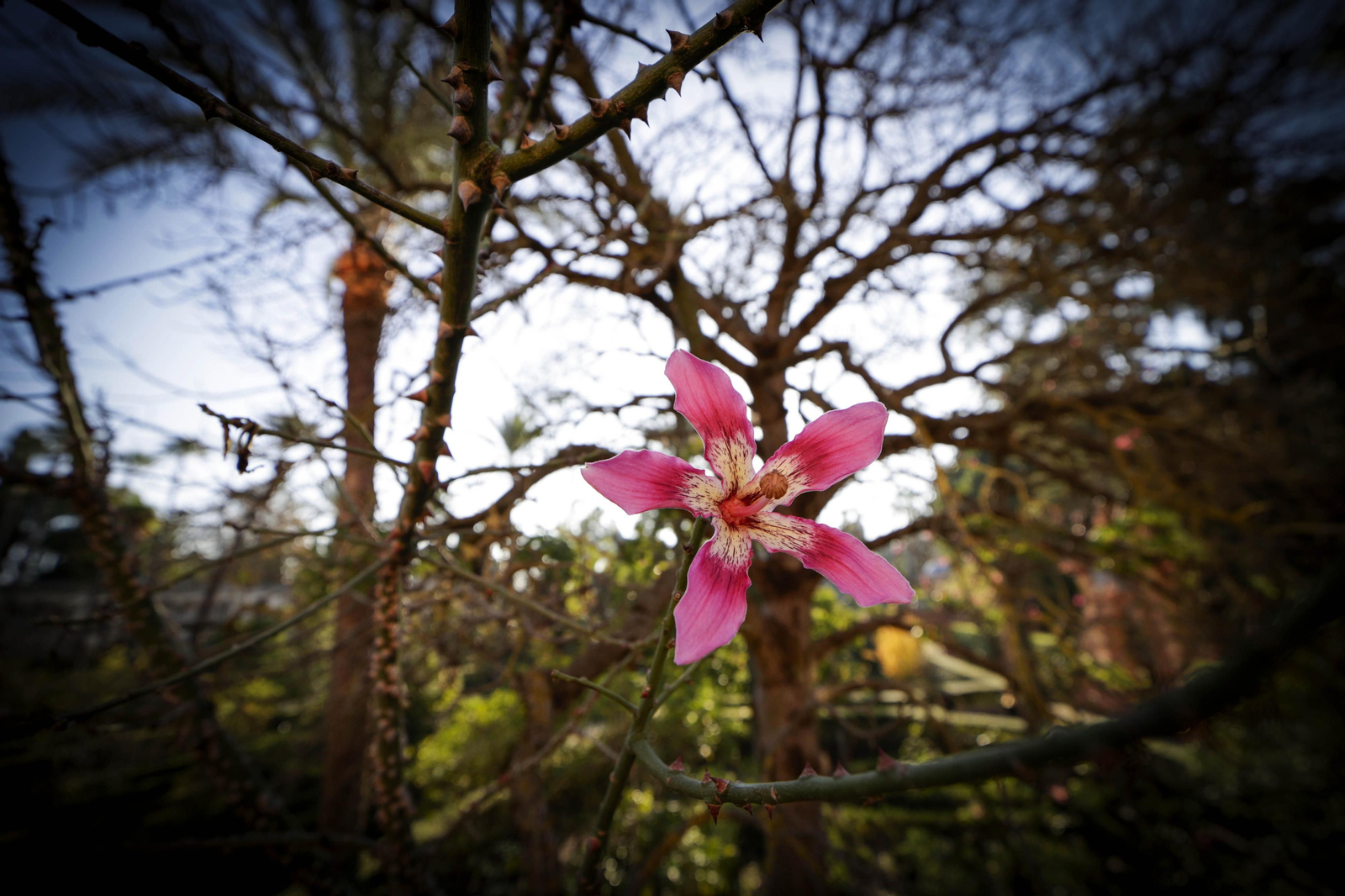 Arboles singulares del Alcazar
