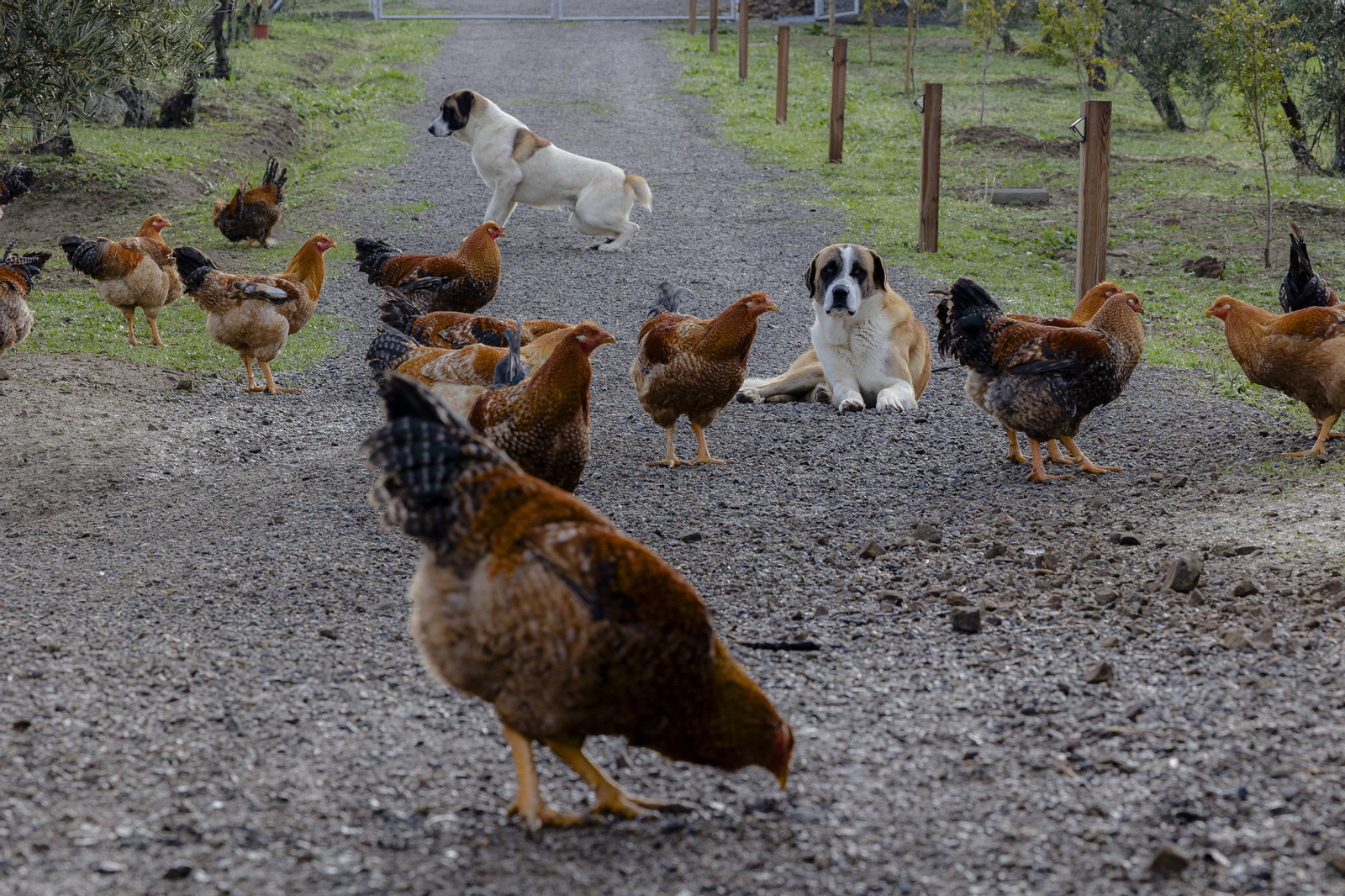 Imágenes de la finca "Loma Verde"; dedicada a la cría de capones y pulardas en libertad.