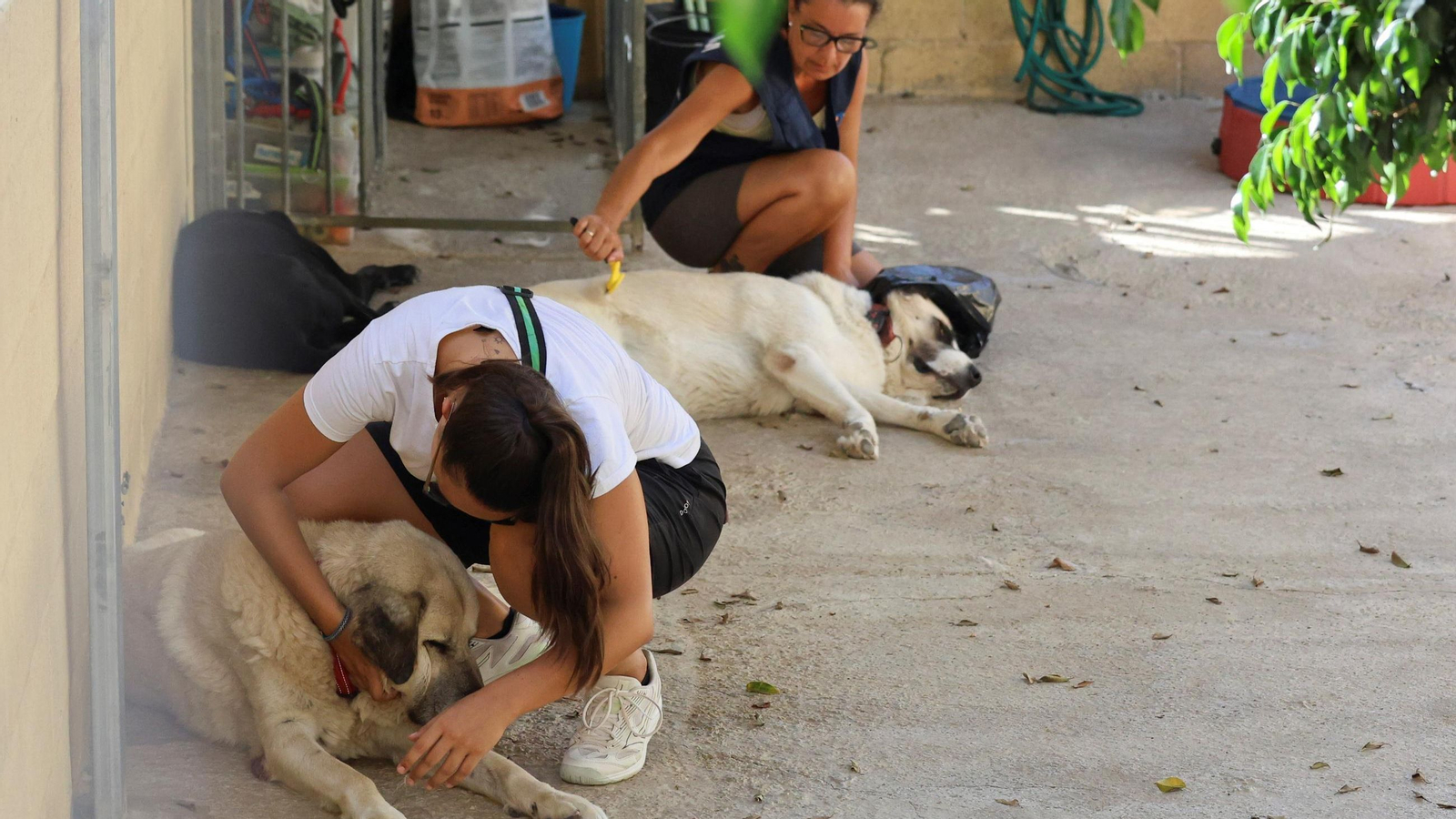 Los perros que buscan familia en la protectora de Animales de Málaga