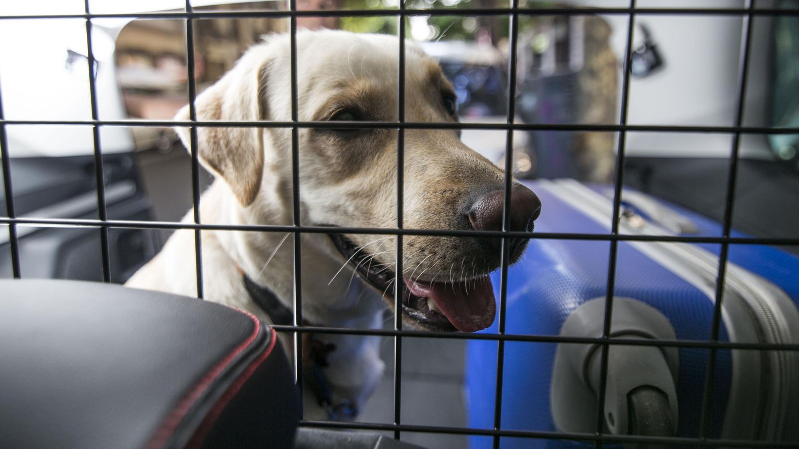 Los perros de mayor tamaño pueden usar tanto arneses, convenientemente sujetos a los mismos anclajes que usaríamos para una silla infantil; o viajar en el maletero, eso sí, con una rejilla separadora. Los perros de mayor tamaño pueden usar tanto arneses, convenientemente sujetos a los mismos anclajes que usaríamos para una silla infantil; o viajar en el maletero, eso sí, con una rejilla separadora.