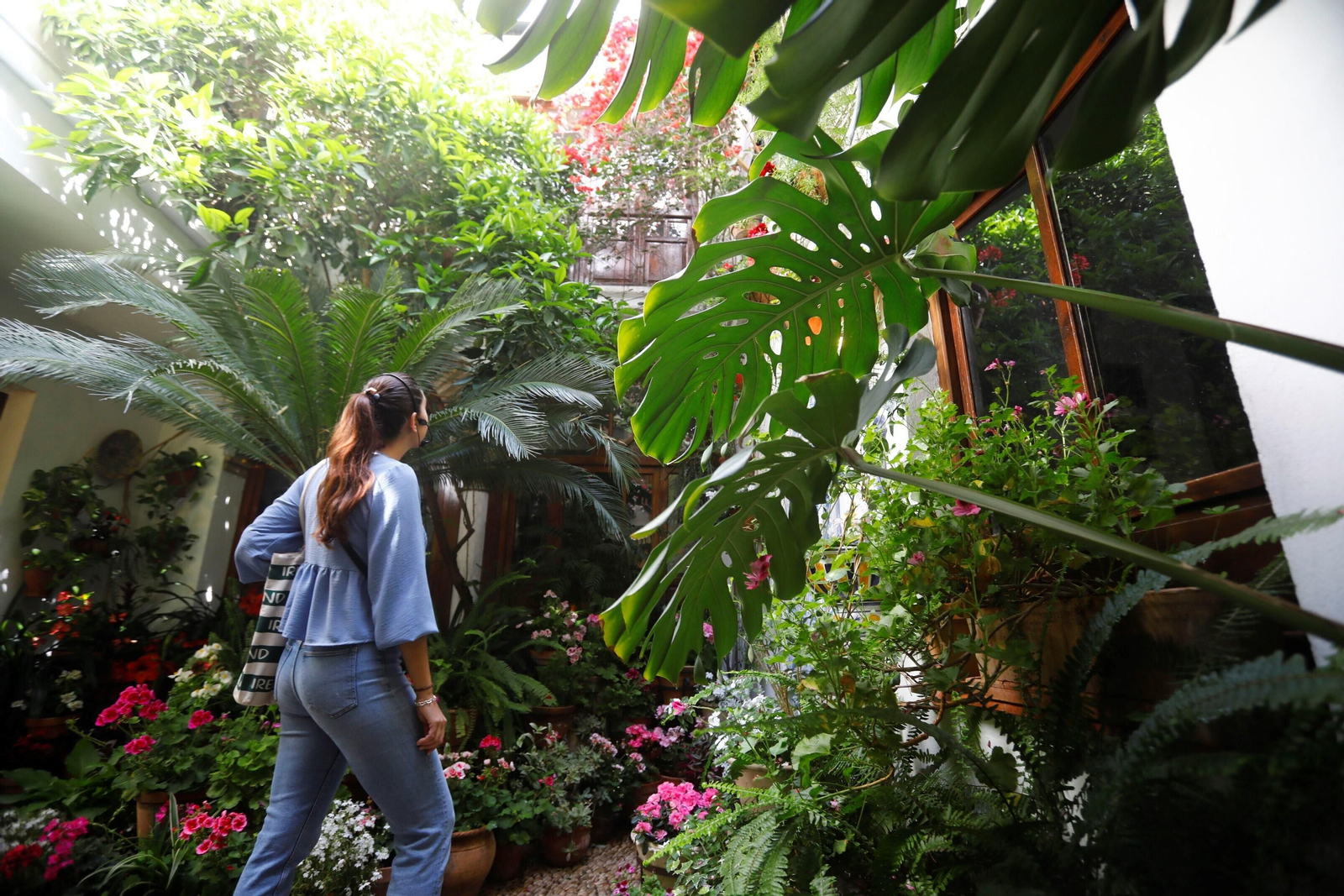 Los patios de Córdoba de la ruta Judería-San Francisco, en imágenes