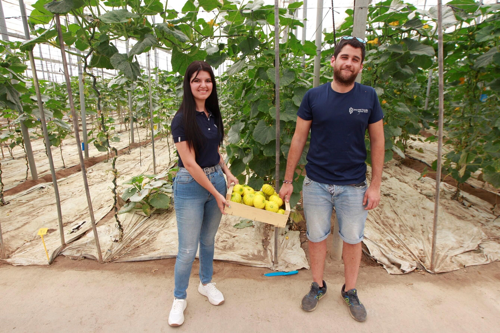 Vea cómo es el Zucchiolo, el producto de moda de la huerta almeriense