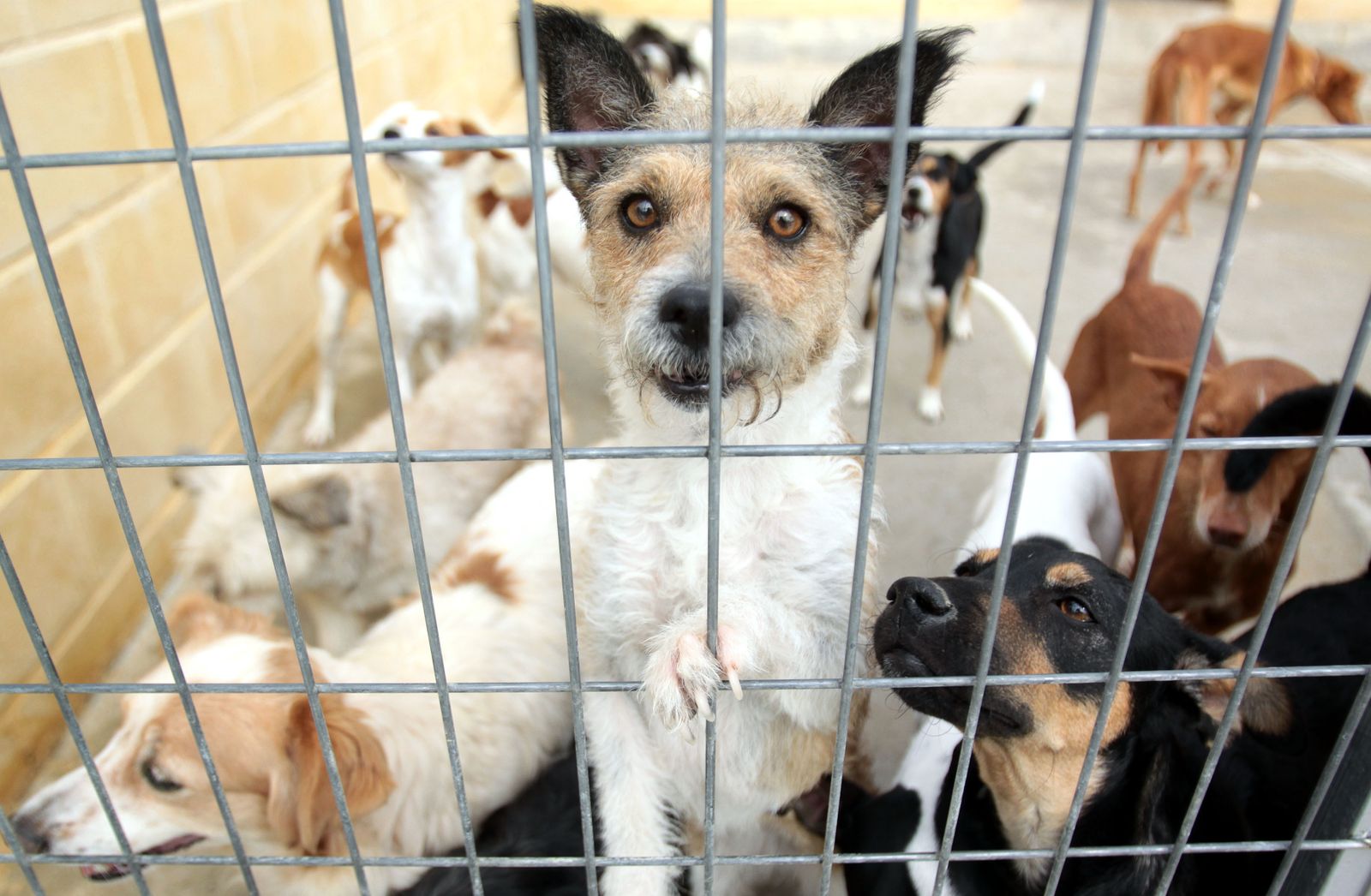 Uno de los perros de la protectora.