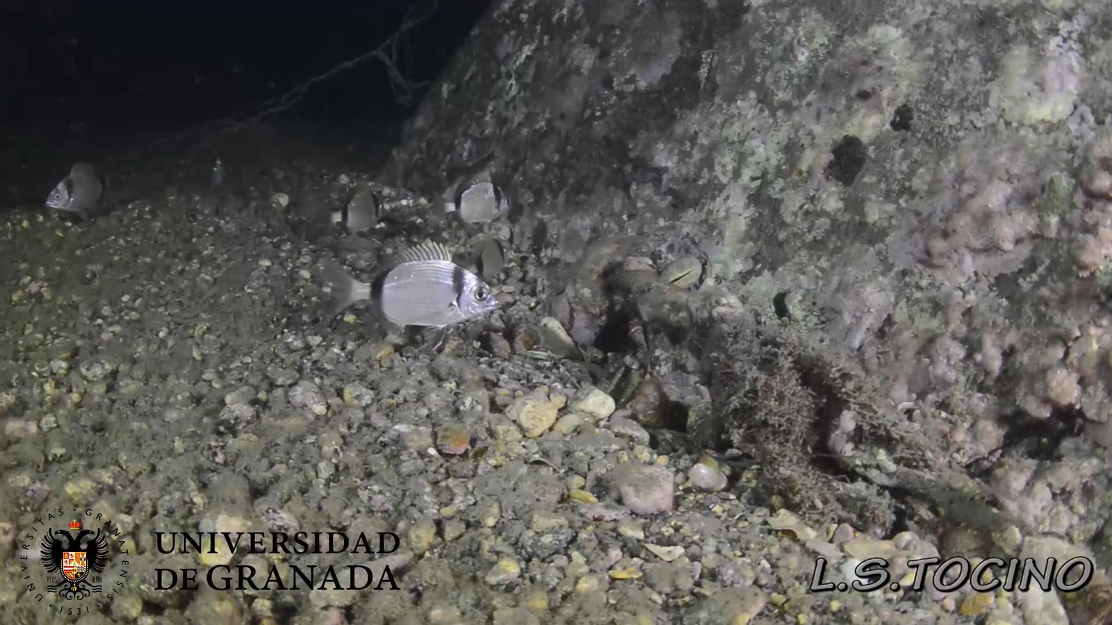 Ejemplares de mojarra en el litoral granadino