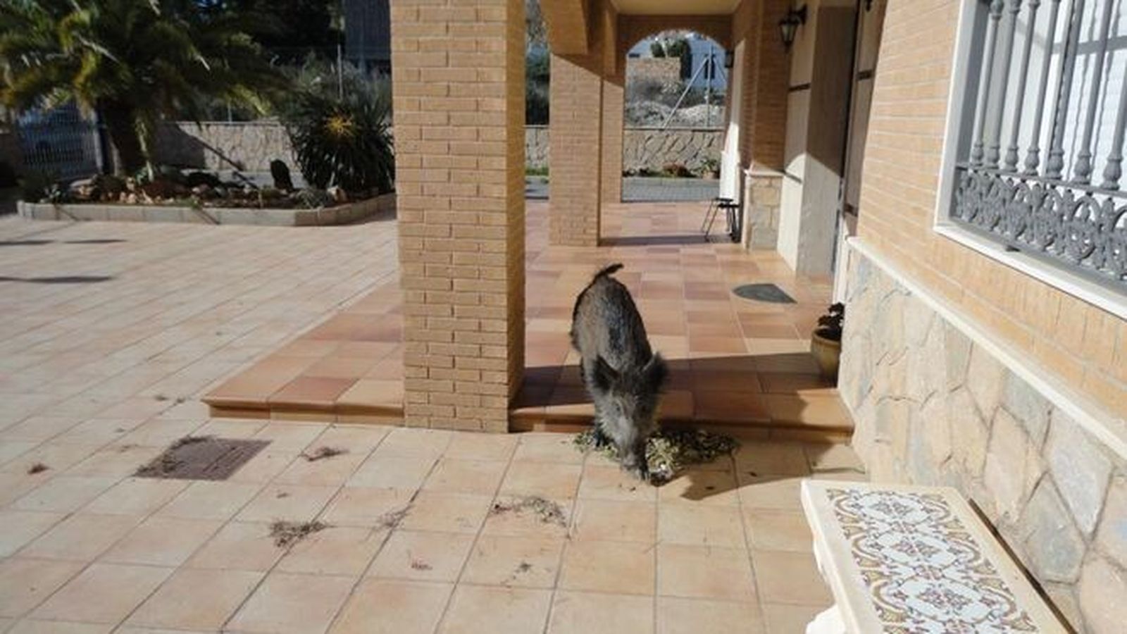 Un jabalí avistado en Huércal