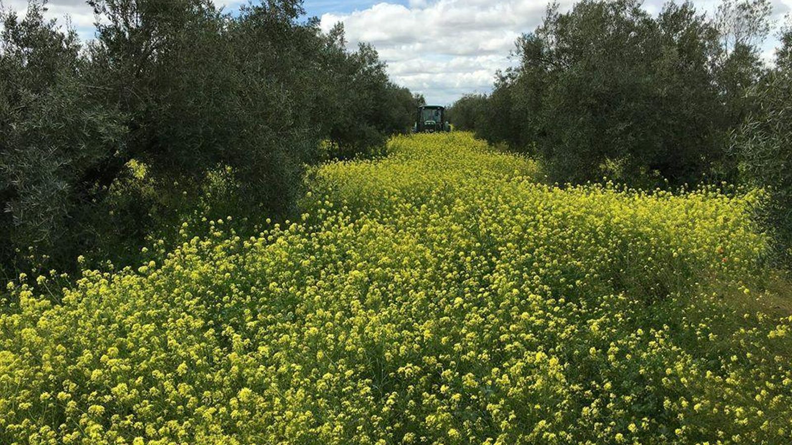 Olivar en los Llanos de Vanda, en Castro del Río.