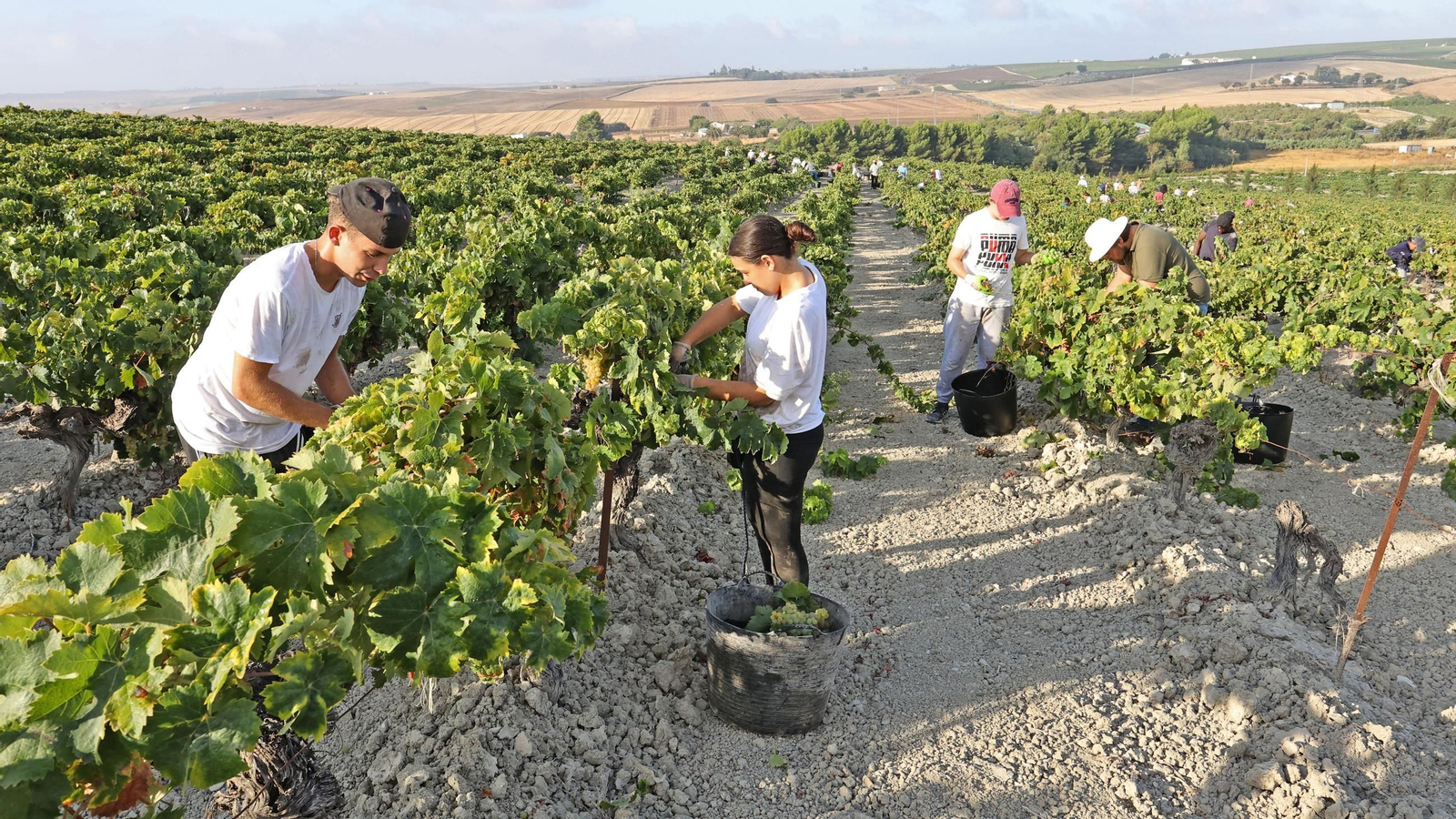 Vendimia de Cayetano del Pino en Jerez