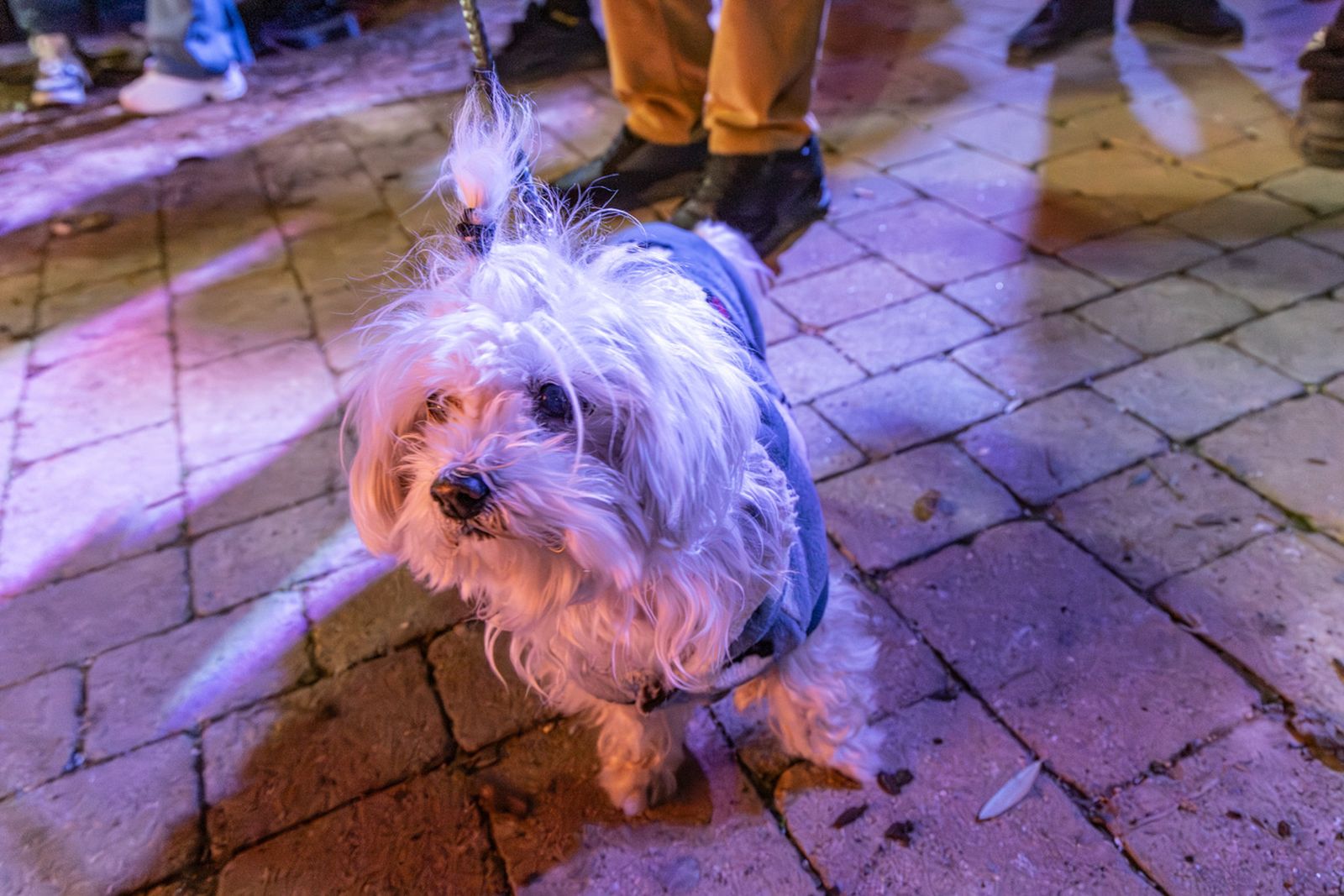Encendido en Jaén de la lumbre oficial de San Antón 2026 y bendición de los animales