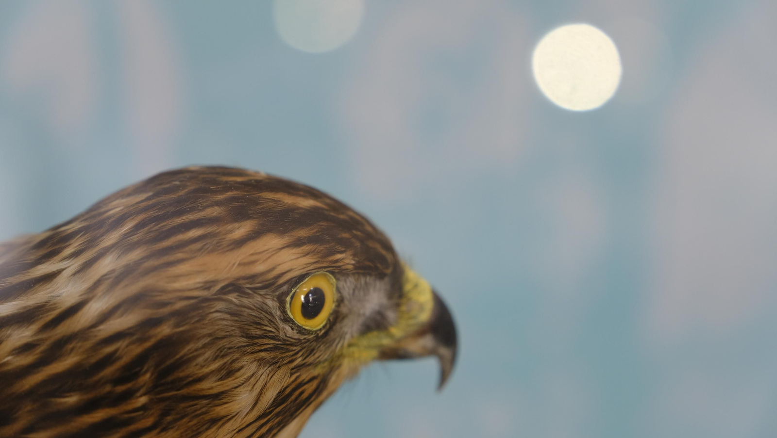 Descubre en estas fotos las maravillas que esconde el Pabellón de Historia Natural de la UAL