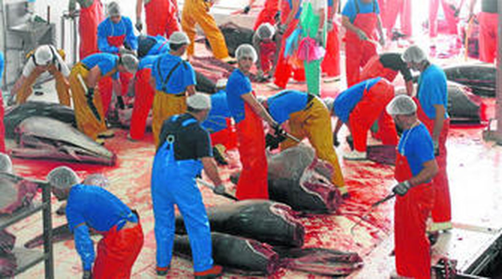 Intensa actividad ayer en Barbate con los atunes capturados por la almadraba de Zahara.