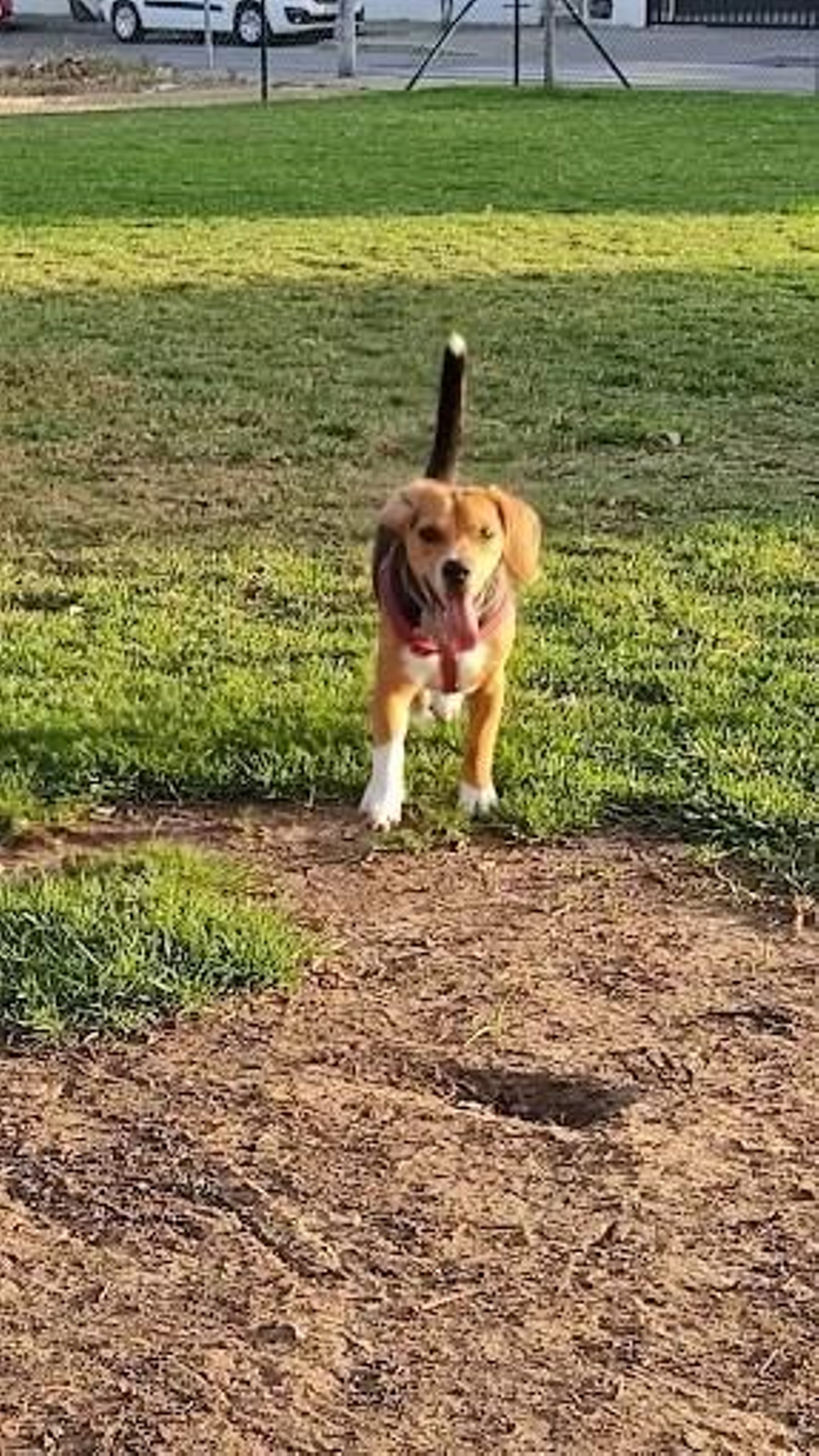 Parque canino Santa Teresa. Dirección calle álvaro Mirón y Duque, 61   Claudia Calvo.