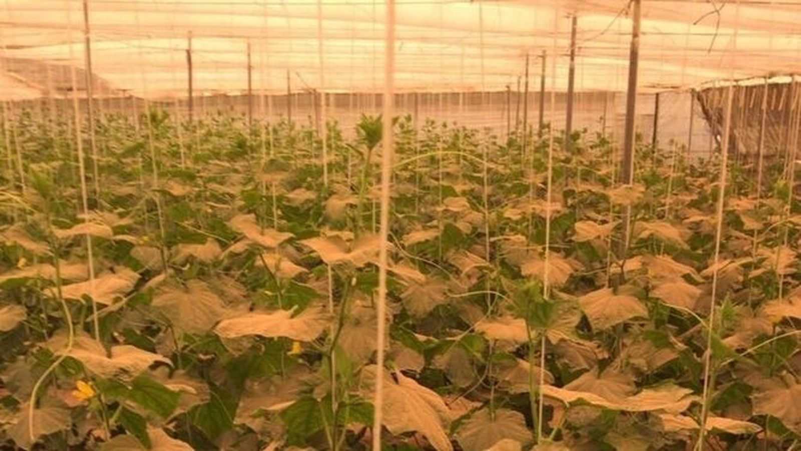 Invernadero con calima.