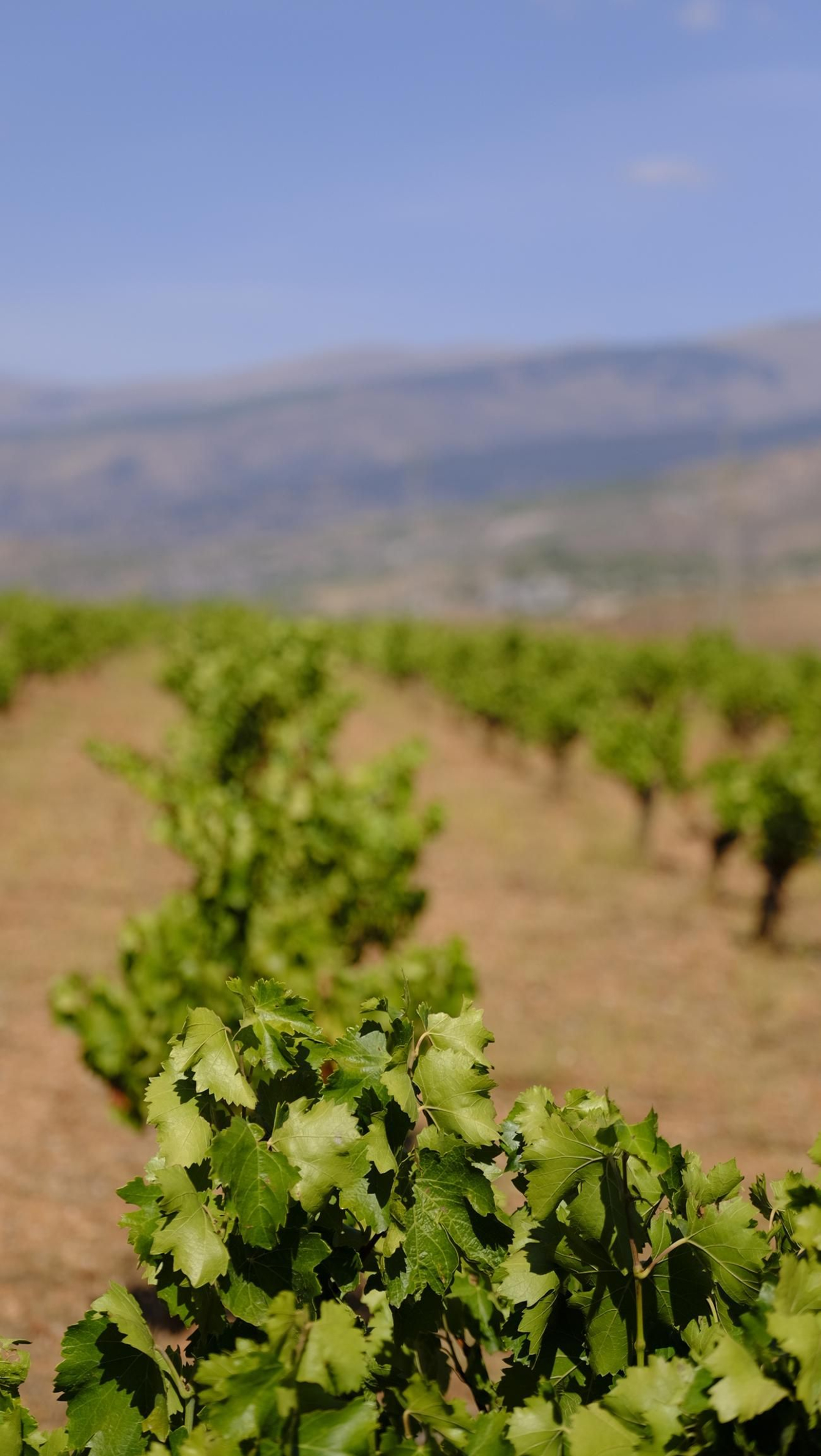 La vendimia en la Bodega Cortijo del Cura de Laujar, en imágenes