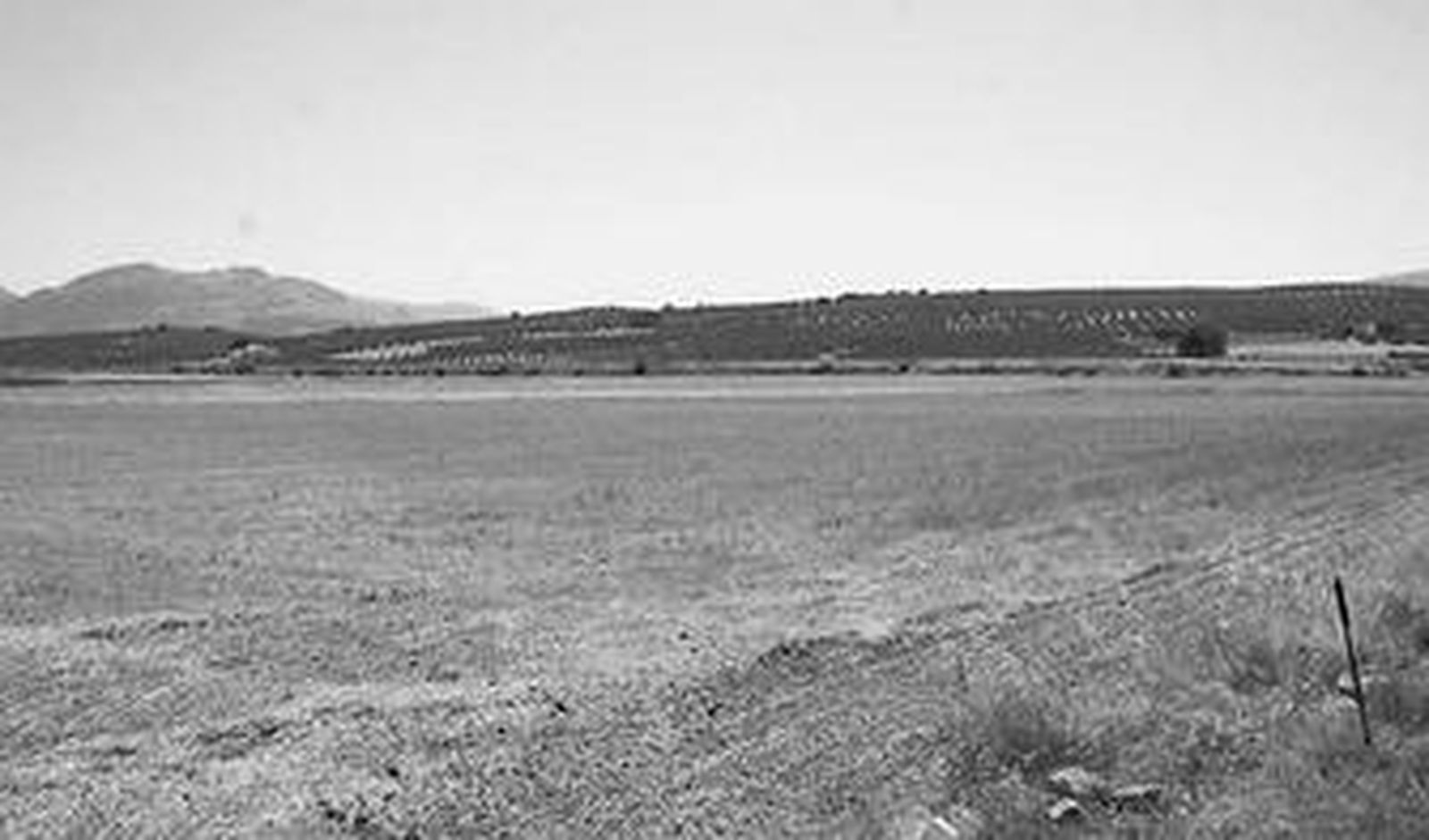 Terrenos de Archidona en los que está previsto construir la segunda cárcel provincial.