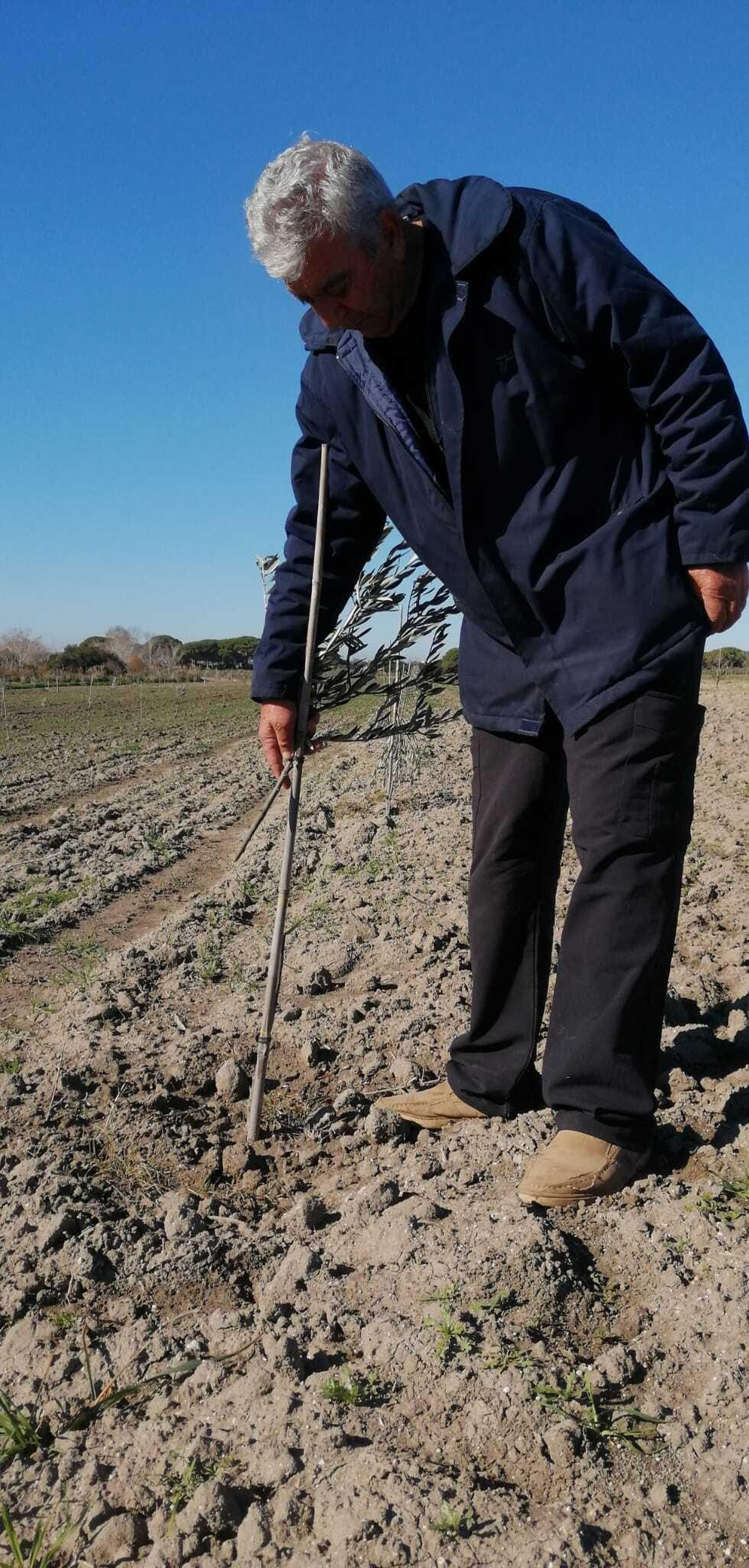 Alfonso comprueba el estado de los olivos dañados