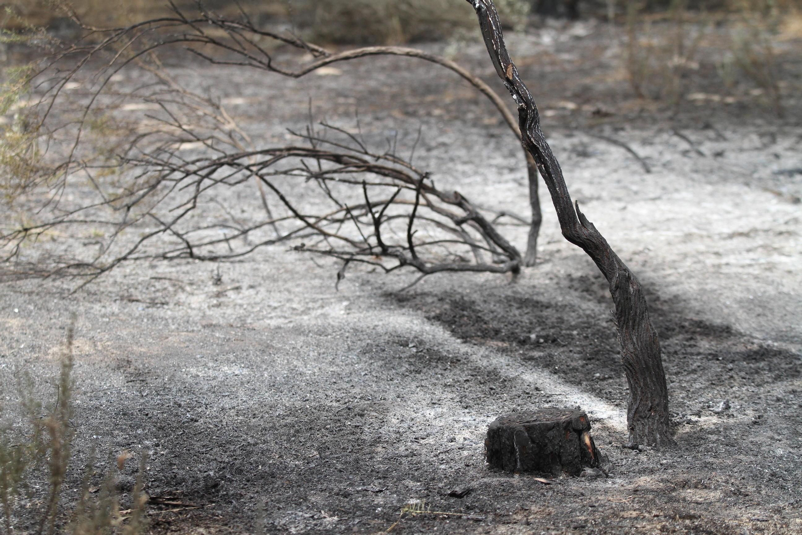Las imágenes del incendio en Moguer y Mazagón