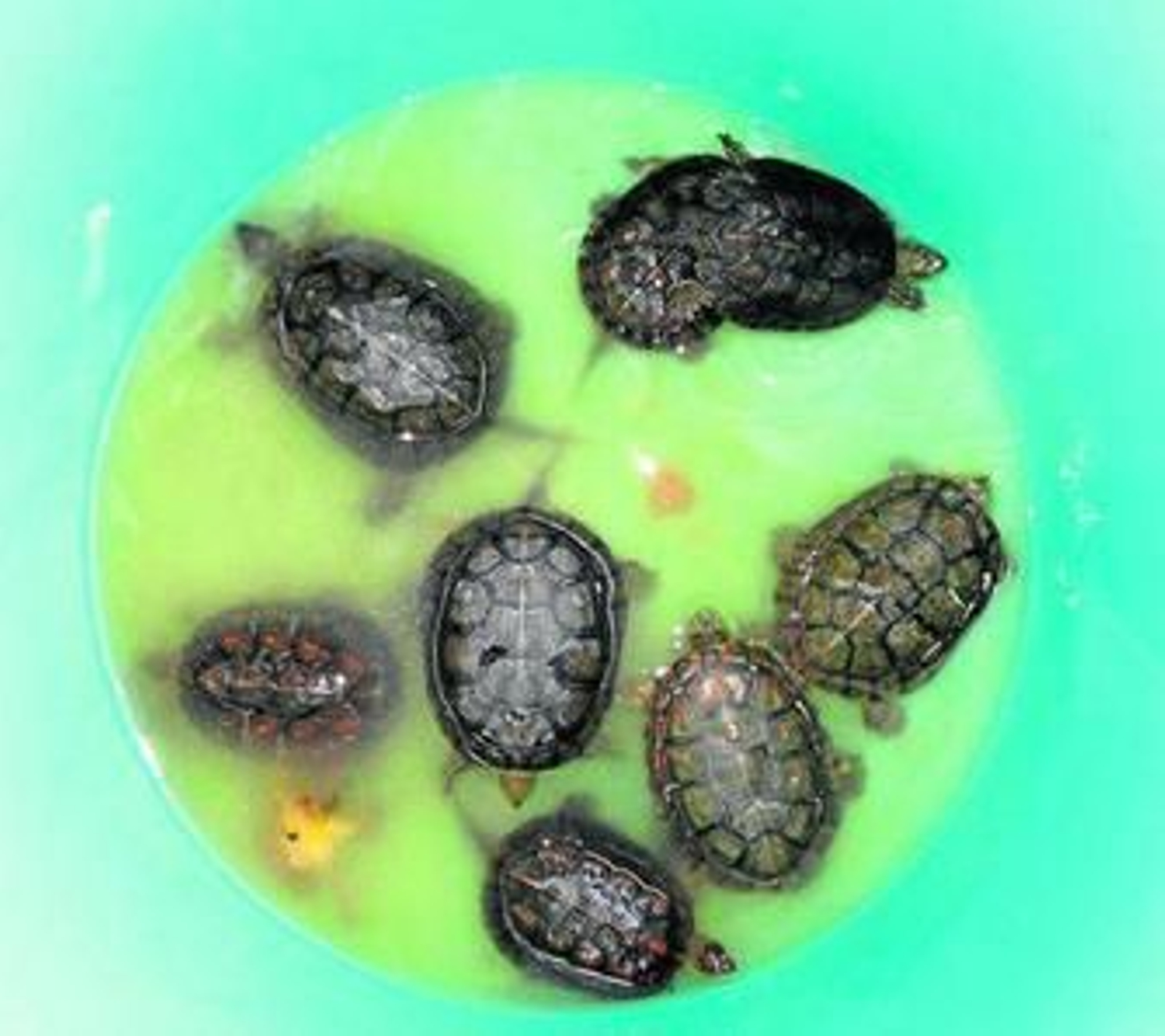 Ocho de los galápagos leprosos que fueron incautados.