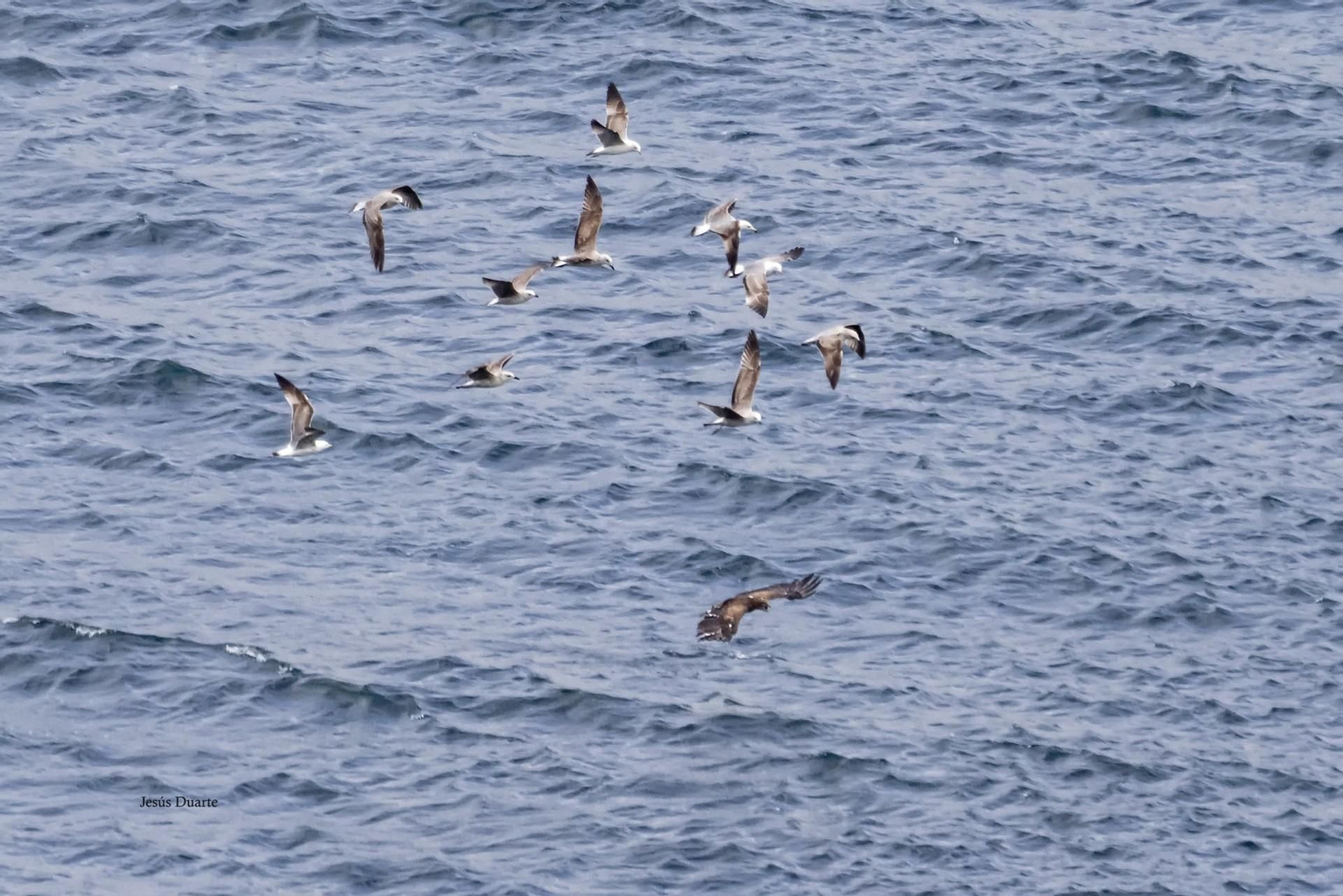 Así fue el rescate de una águila culebrera en el Estrecho junto a Punta Carnero