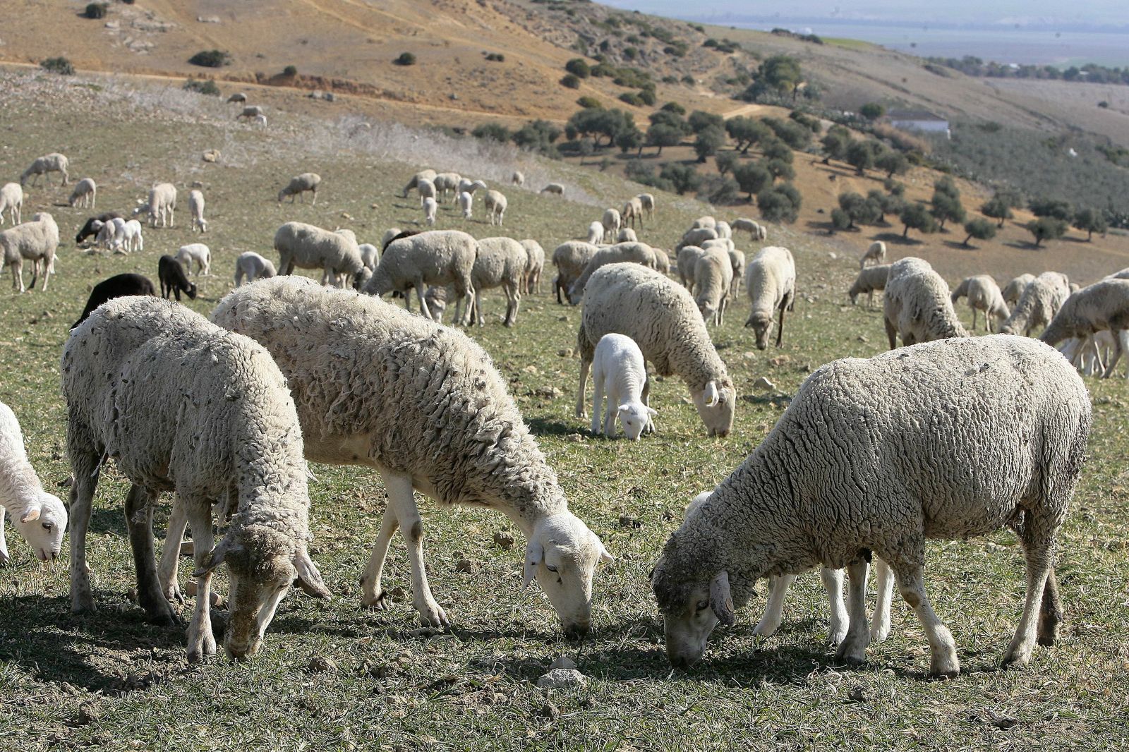 La ganadería extensiva ya sufre los estragos de la sequía.