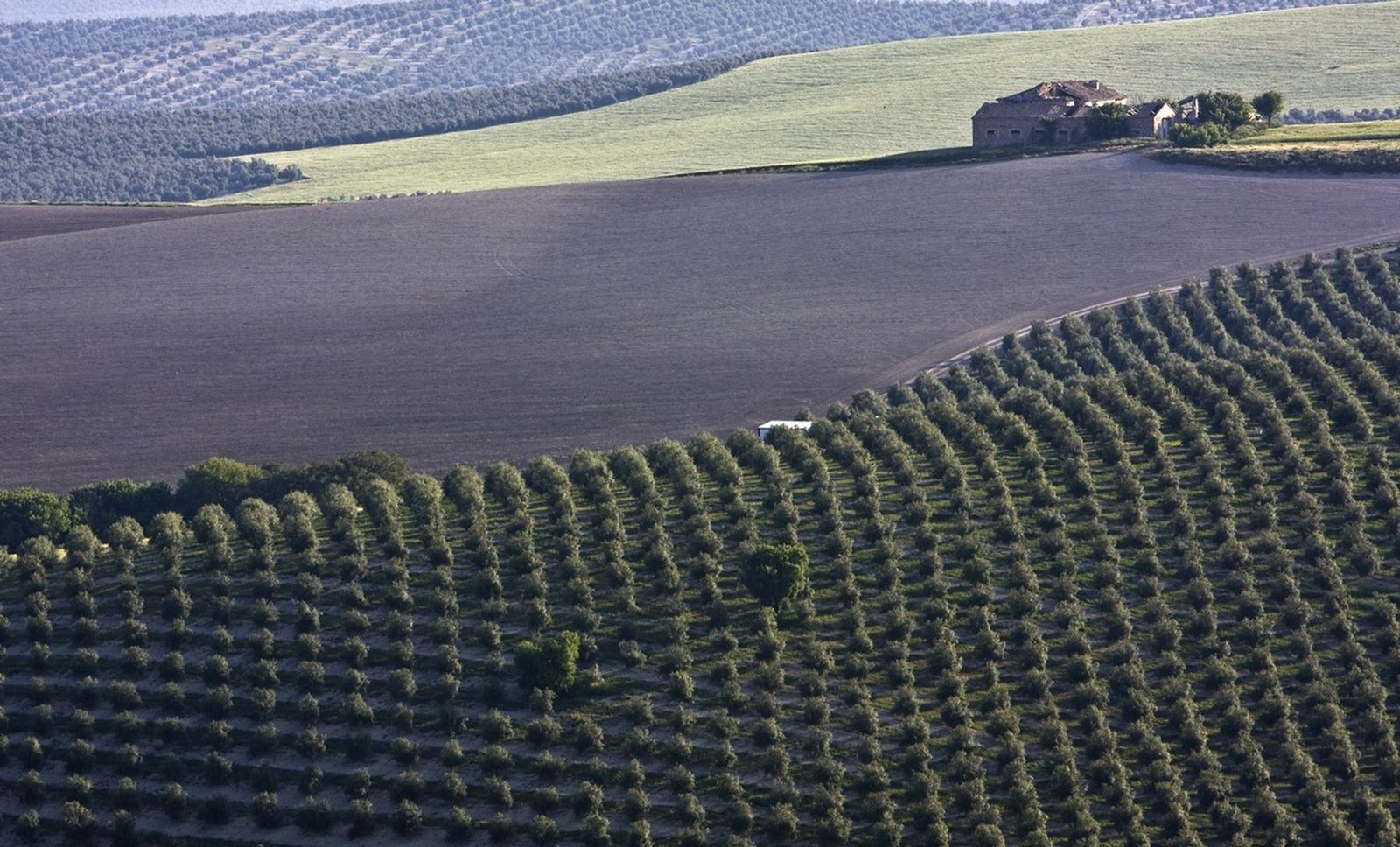 Jaén cuenta con cerca de 600.000 hectáreas de olivos en producción.
