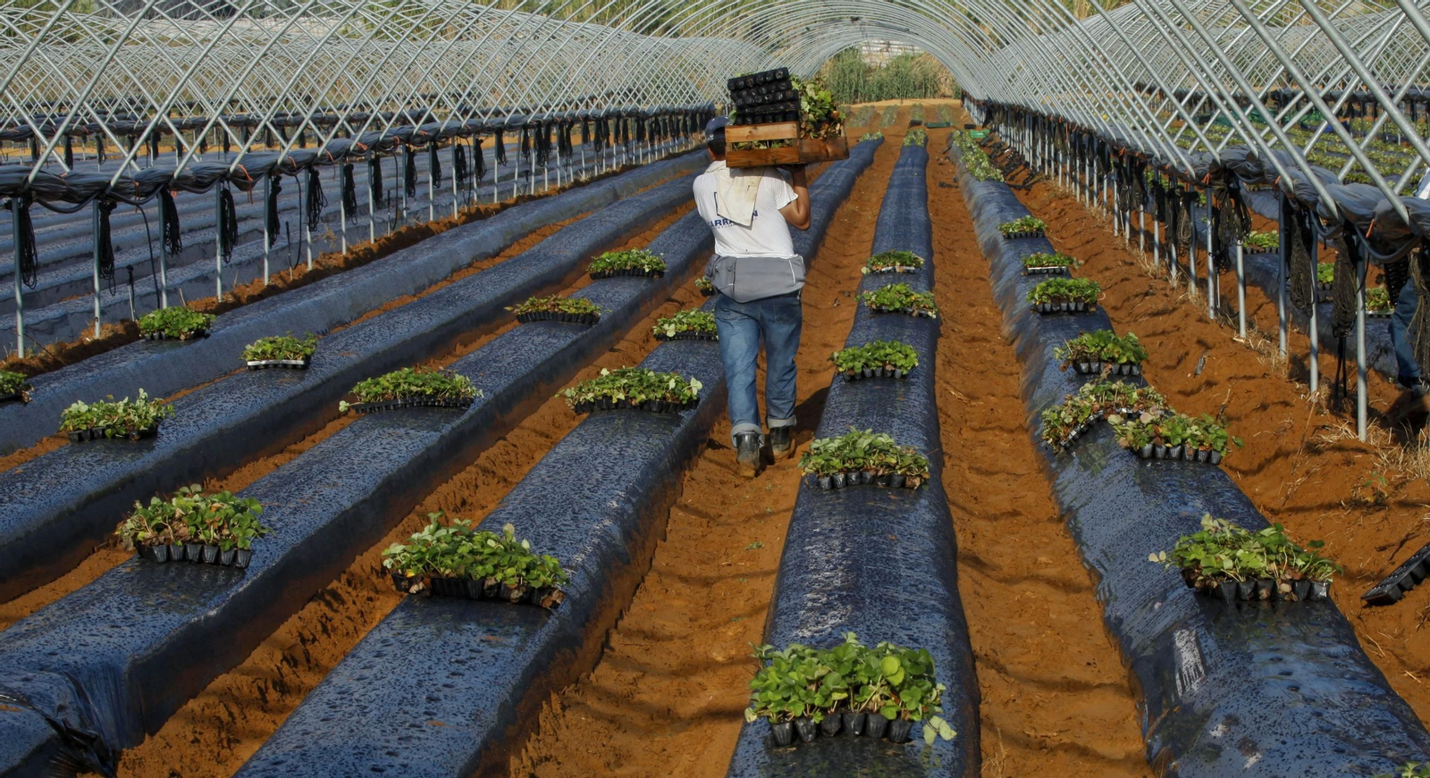 Un trabajador del campo, en una imagen de archivo.