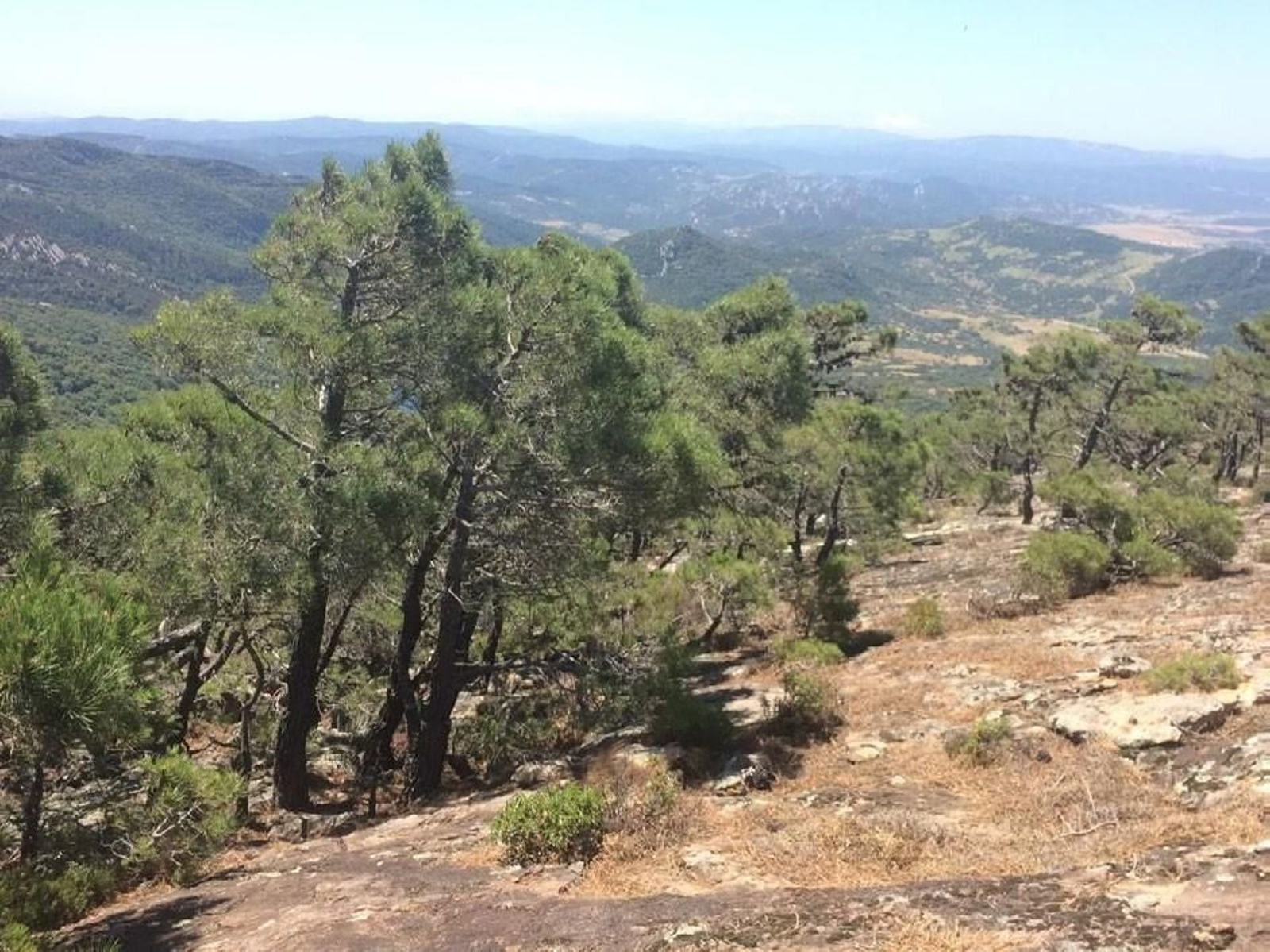 Bosquete de pinos marítimos (Pinus pinaster) en la denominada Cancha del Pinar de Alcalá de los Gazules.