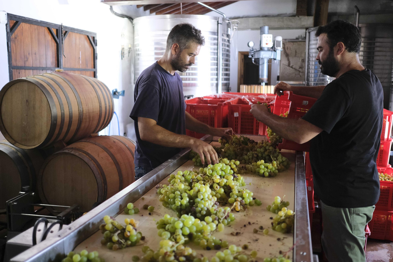 La vendimia de la Serranía de Ronda, en fotos.