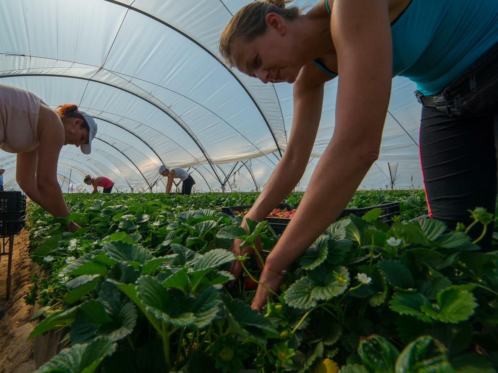 Temporeras recogen fresa en una finca de Huelva.